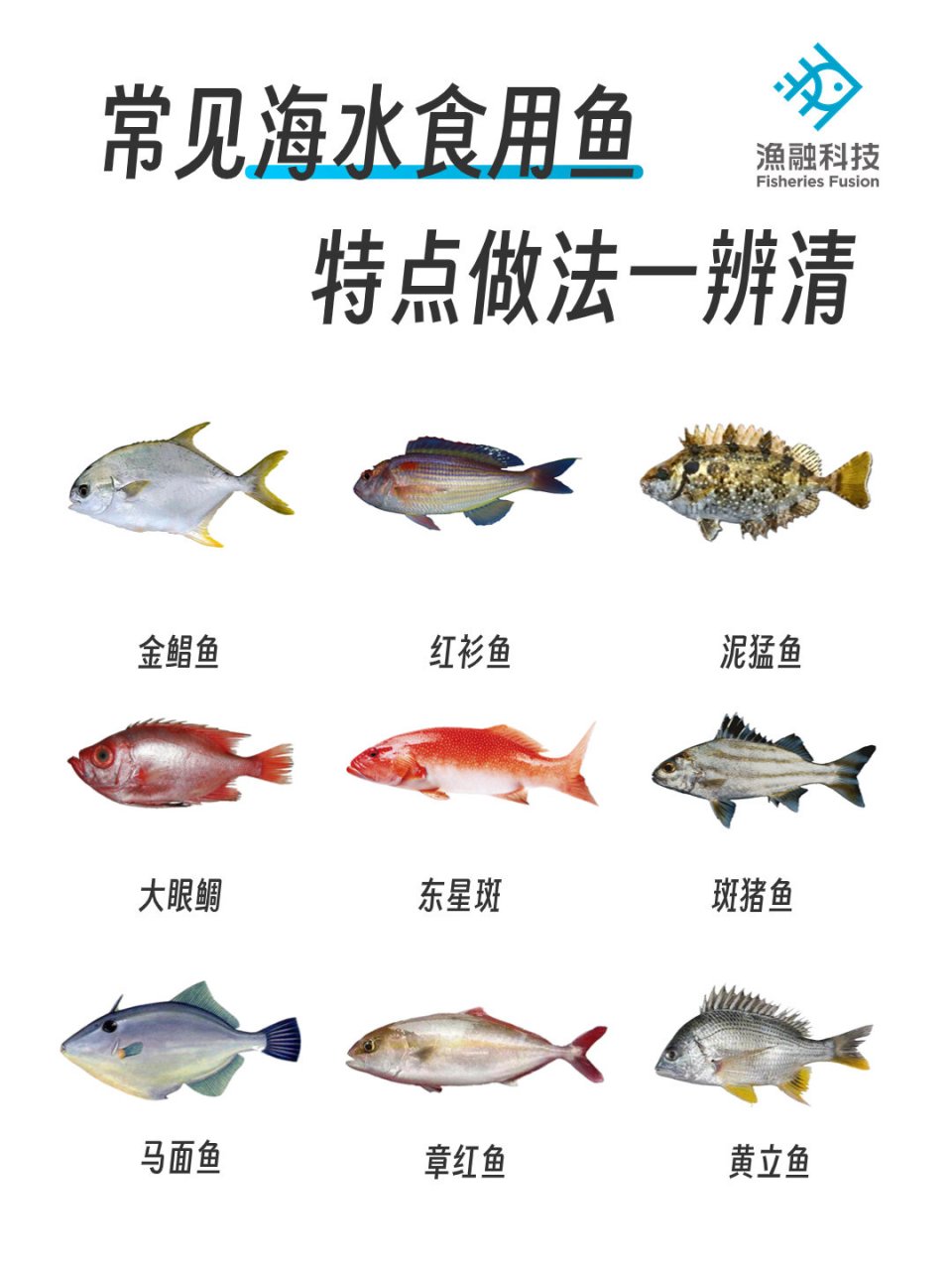 食用海鱼名字图片