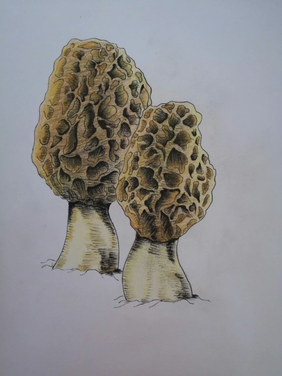 【学画】10～羊肚菌 by:爱林博悦 李天 《钢笔画手绘表现技法从入门到