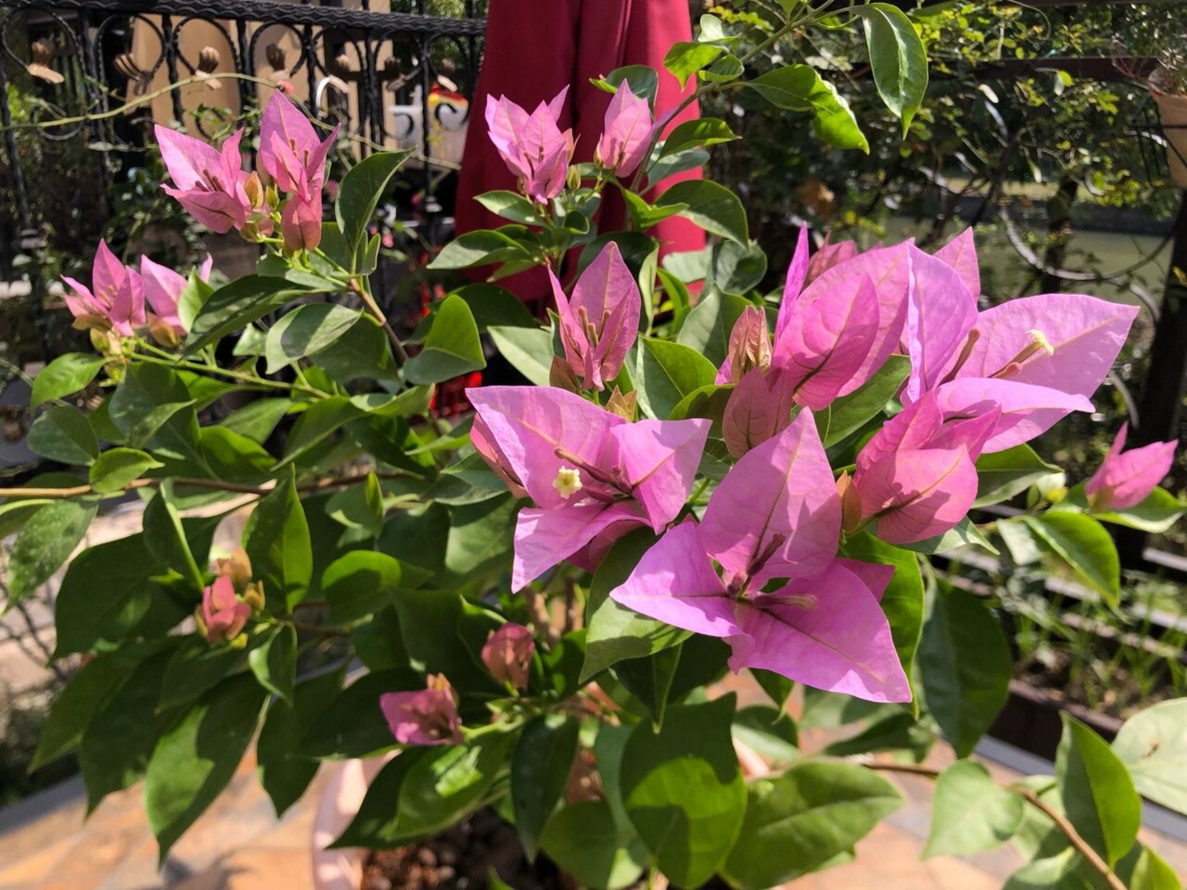 三角梅|新加坡大宫粉|复花 反馈一下之前买的三角梅现状 比同时买的