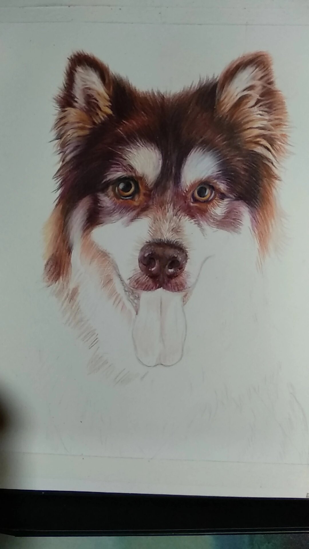 彩铅画_阿拉斯加雪橇犬 第一次画狗狗,那一身的毛让我无从下手.