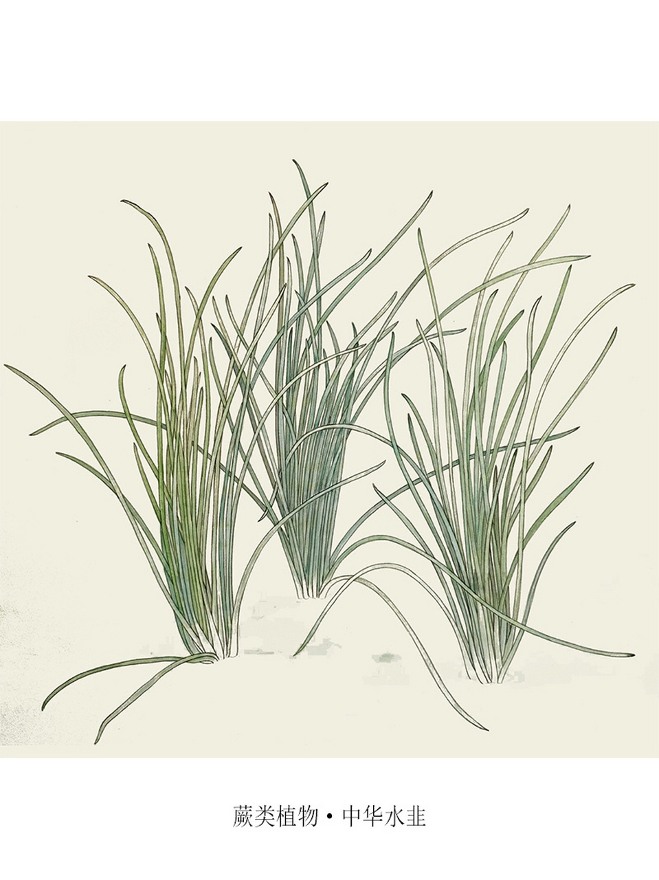 中国重点保护野生植物-024-中华水韭 中华水韭 iso05tes sinensis