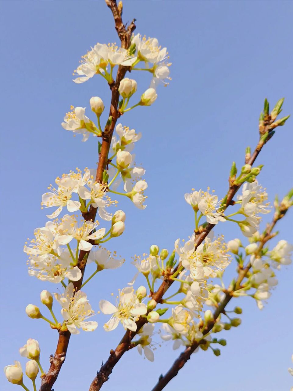 梨花和苹果花的区别图片