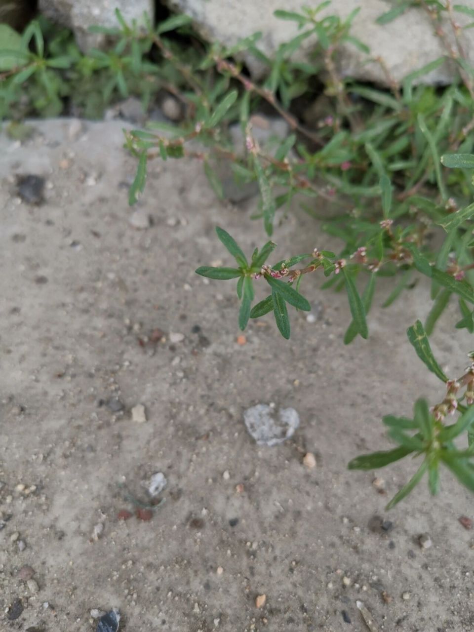 习见萹蓄&萹蓄 (猪牙草) 我常常被这样迷人的小花吸引到,感觉它们有说