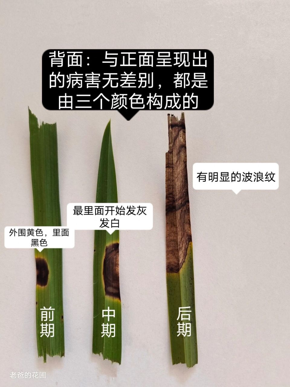 兰花病害之炭疽病 98特征:详见图文 病因:炭疽病属于真菌性病害