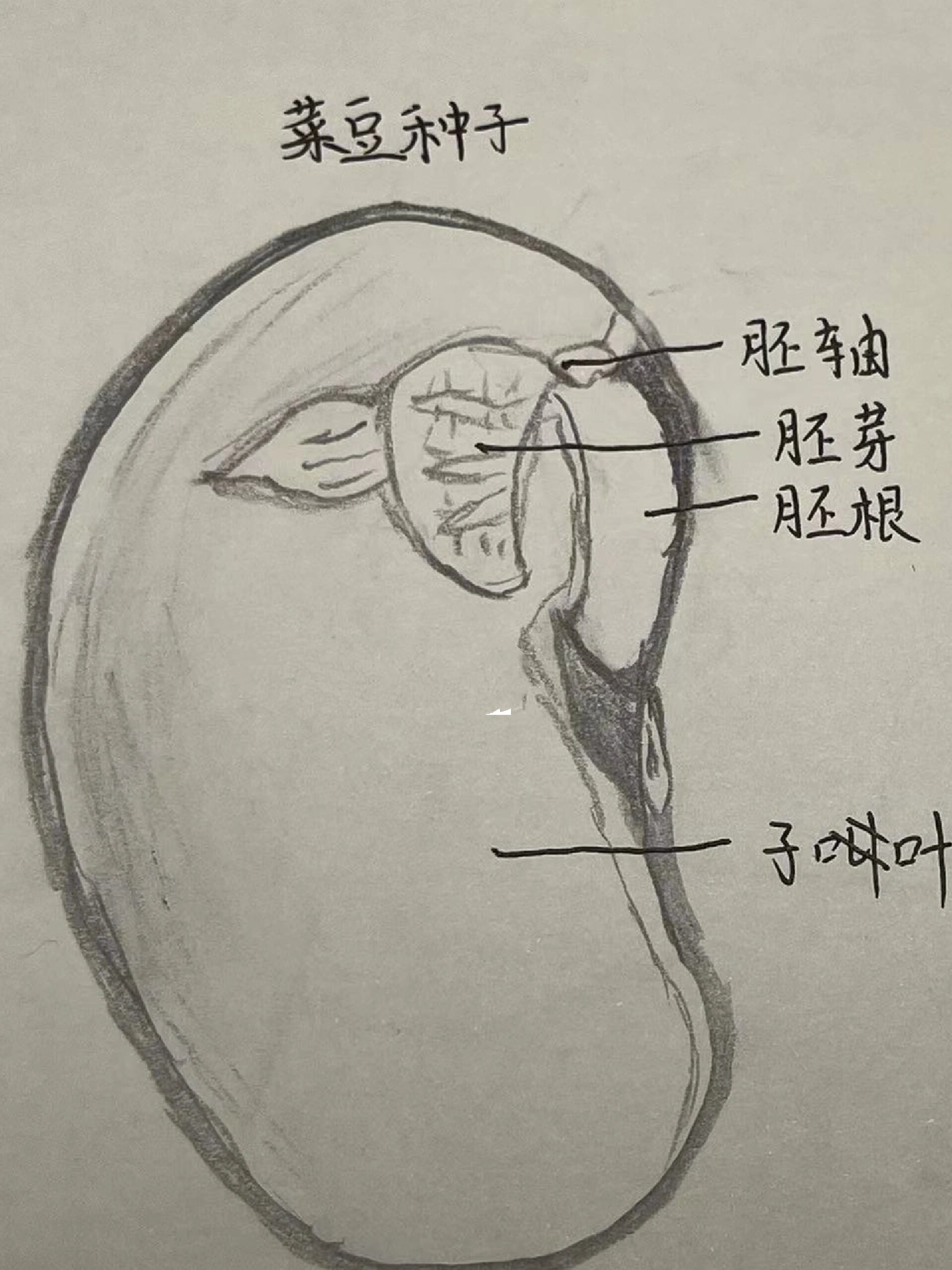 菜豆种子和玉米种子结构图