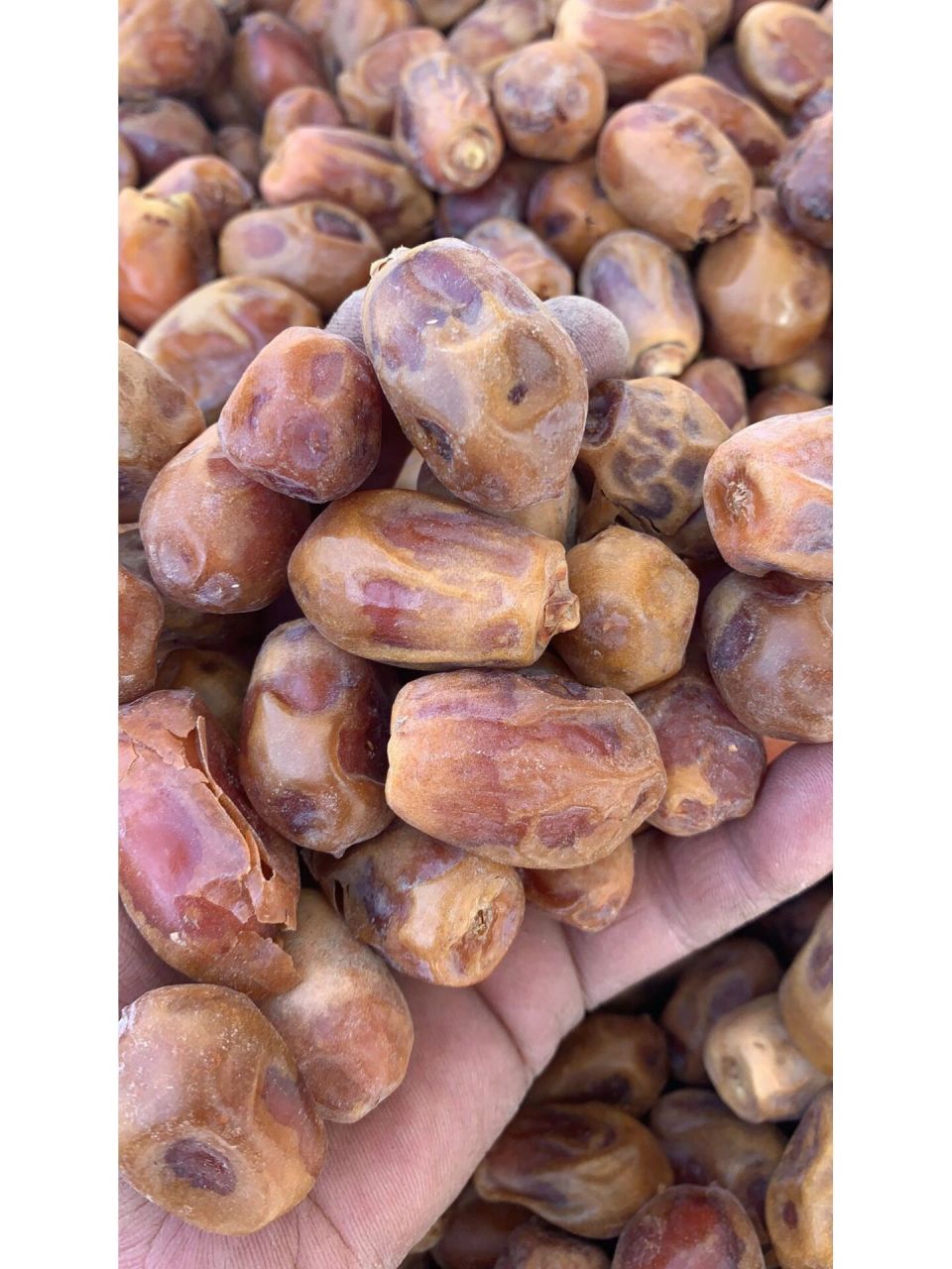 新疆吐鲁番黄椰枣～ 椰枣新鲜今年新晾制,没有任何添加剂,甜是因为