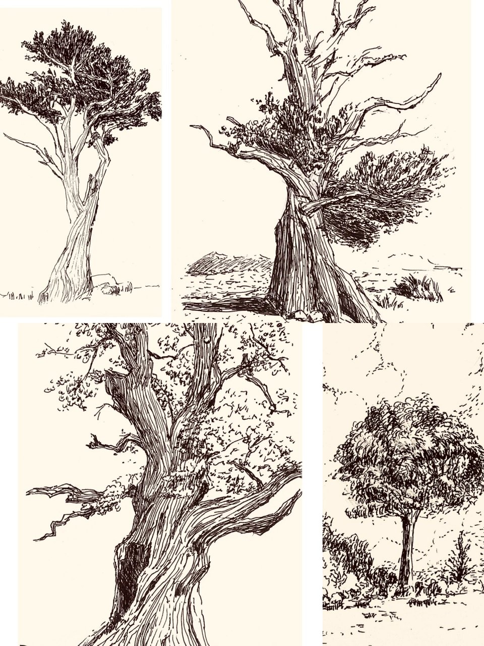 速写练习-树木速写合集 练习一下画单体,好好观察纹理和姿态.