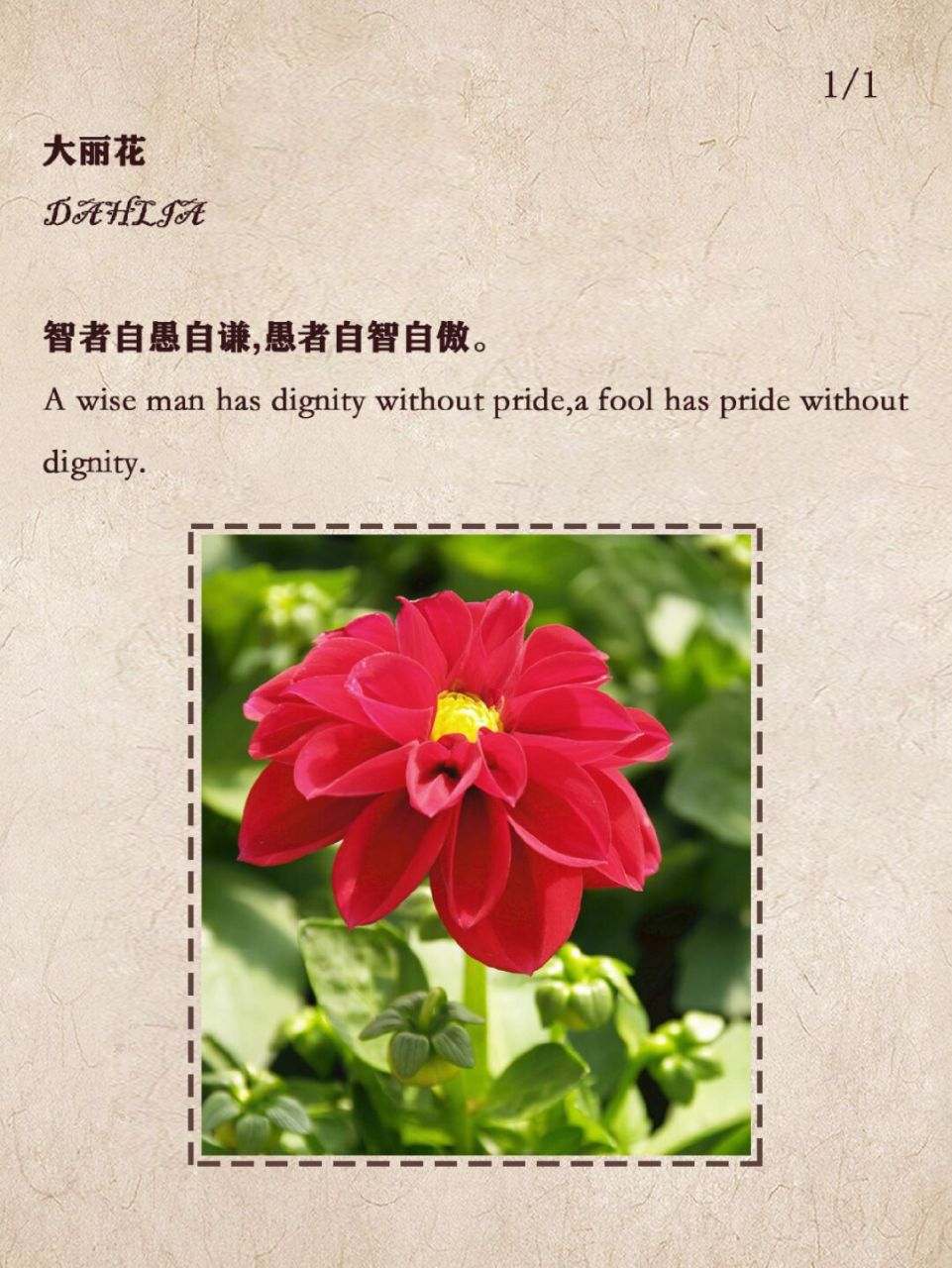 78福到|大丽花的花语 94大丽花的花语是:大吉大利,感激,新颖,新鲜