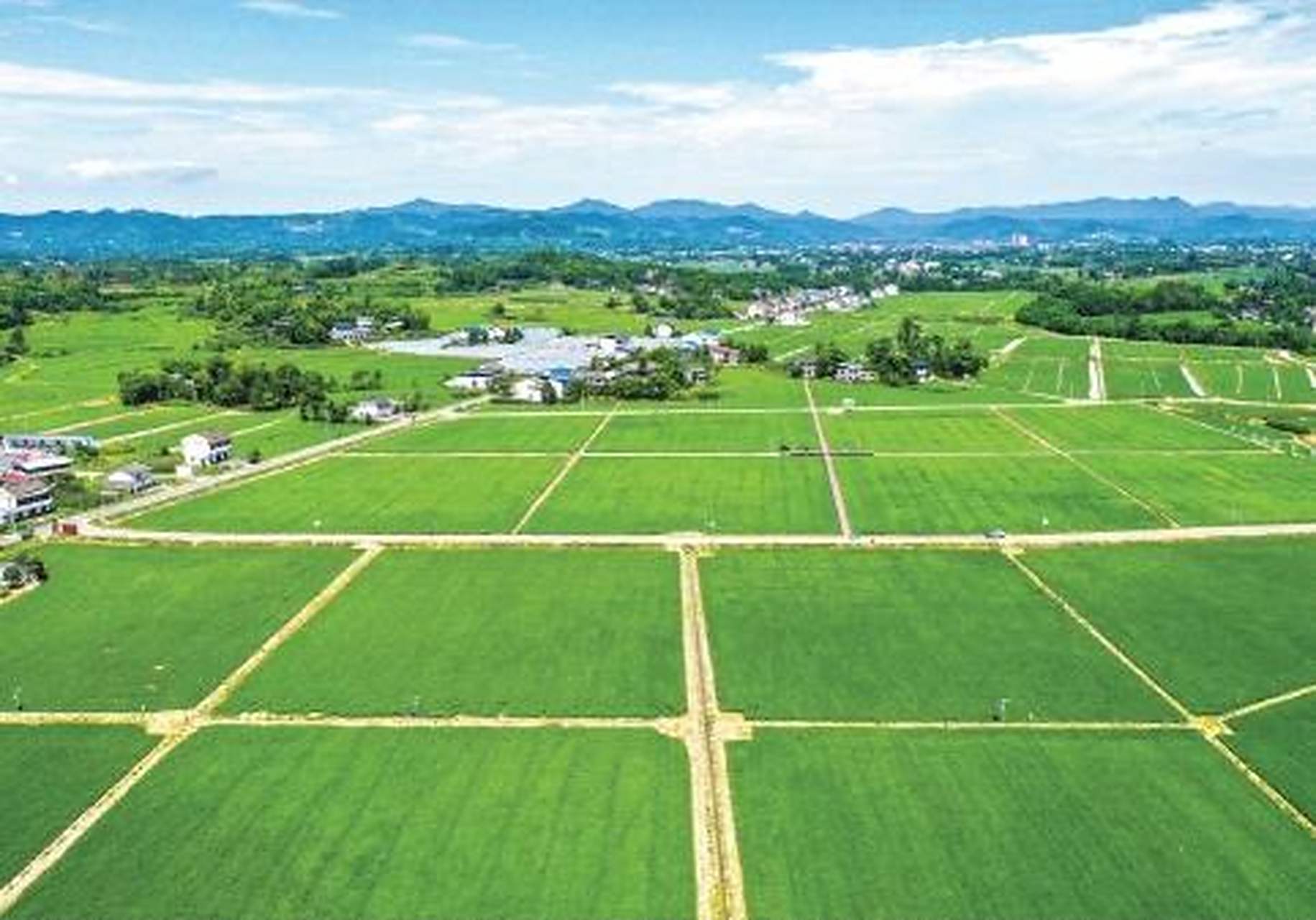 近日,四川省广安市广安区花桥镇竹林村现代粮油产业园区的高标准农田