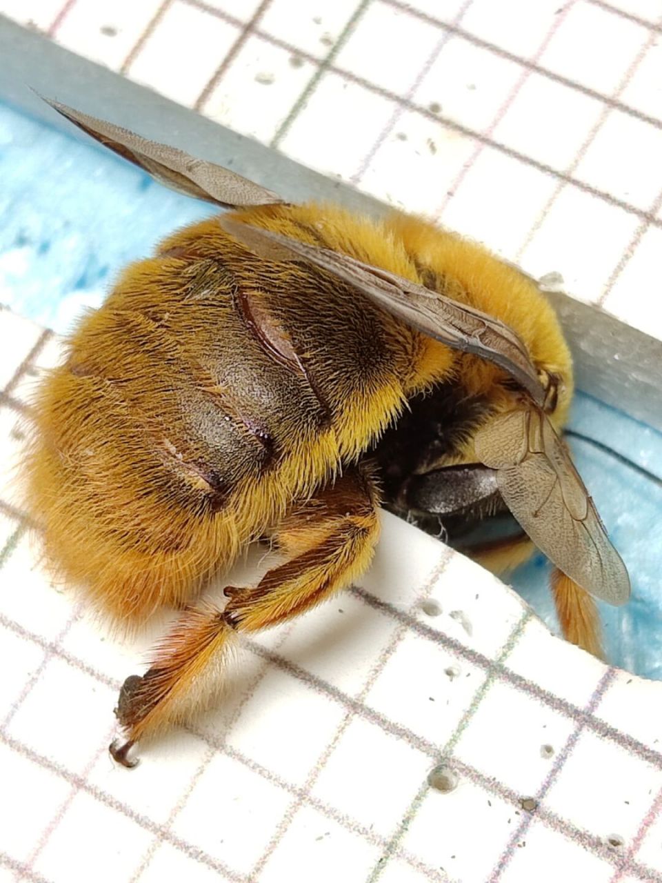 缩在角落的胖子蜂93 赤足木蜂(xylocopa rufipes)