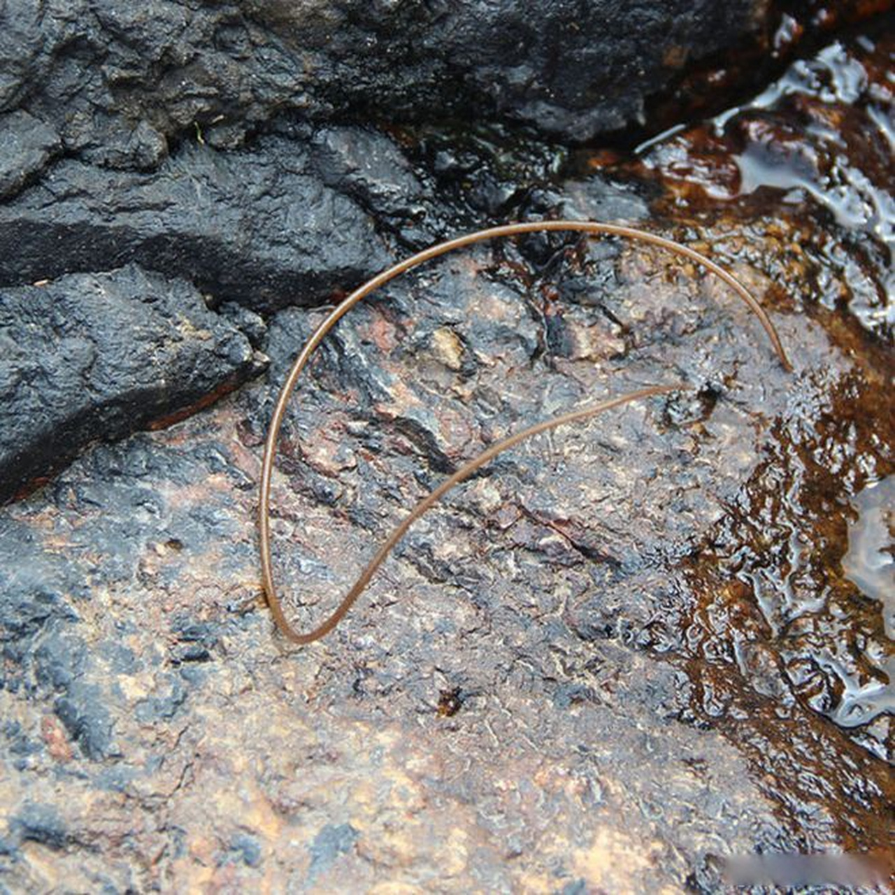 据了解,龙线虫俗称"几内亚虫".是能寄生在哺乳动物体深部的大型线虫.