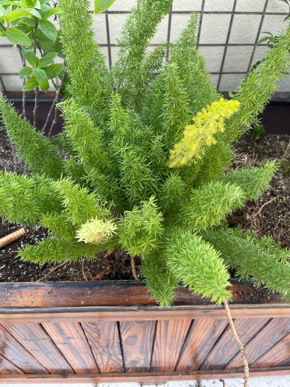 狐尾天门冬的根可以吃吗 狐尾天门冬的根可以吃吗 座标广东