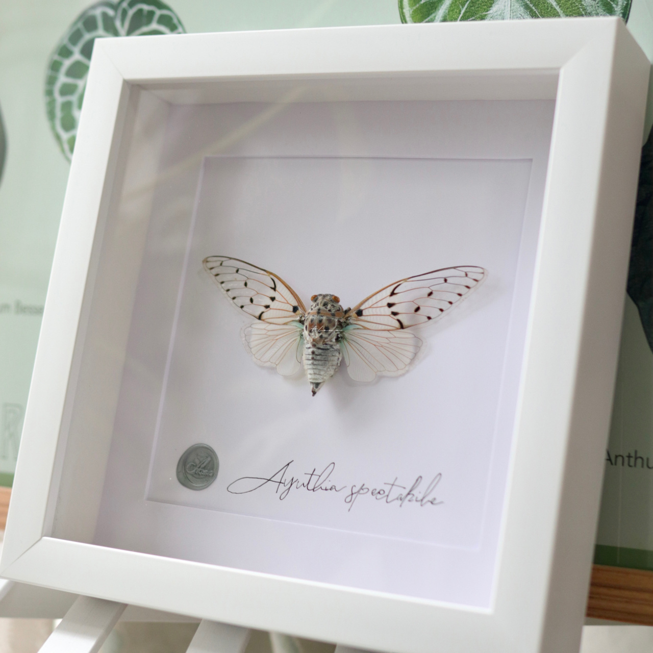 世界上最美蝉之一 也俗称"幽灵蝉""鬼蝉" 拉丁:ayuthia spectabile