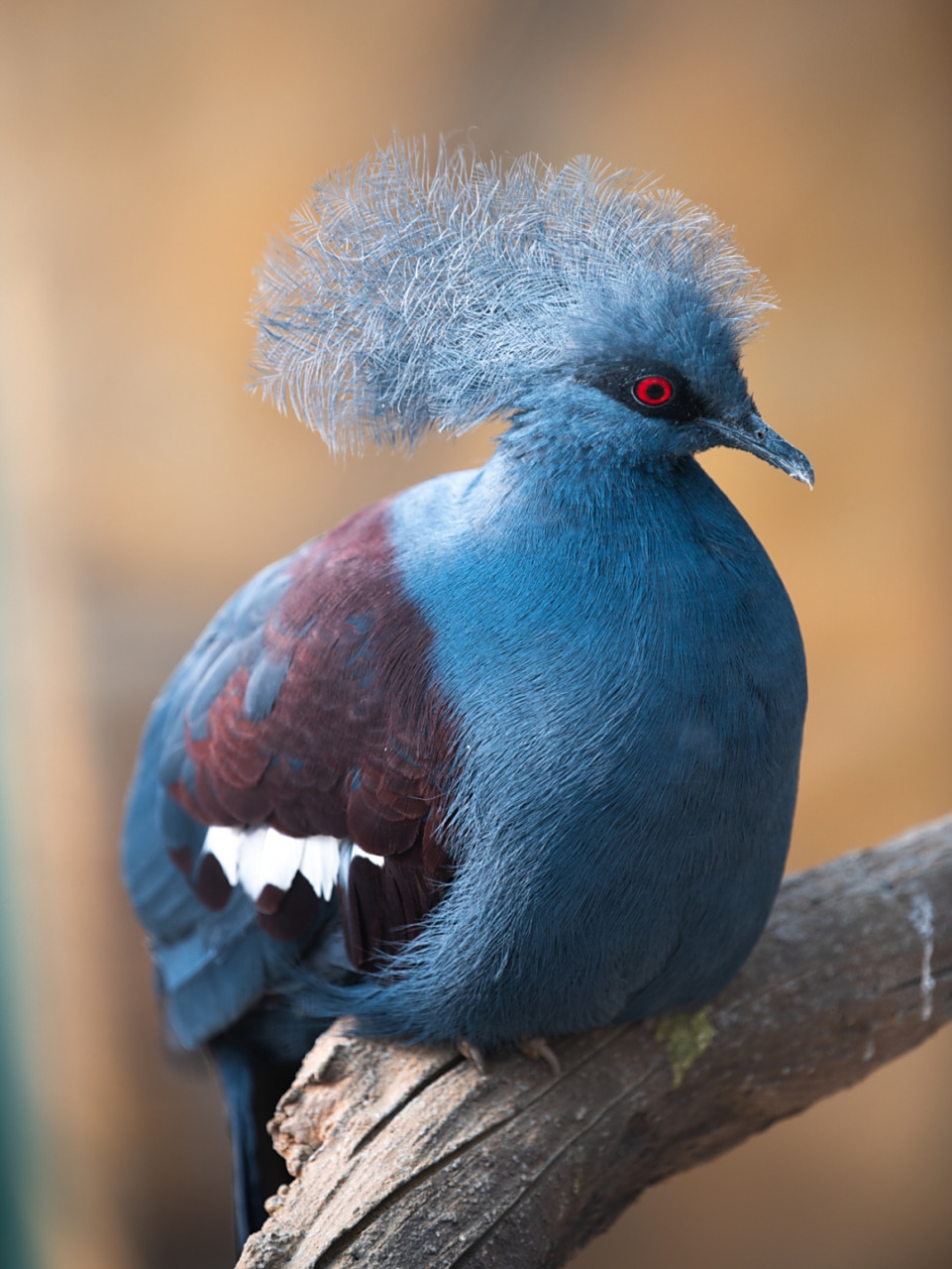 世界上最大的鸽子9415 蓝凤冠鸠--世界上最大的鸽子 蓝羽毛红眼睛