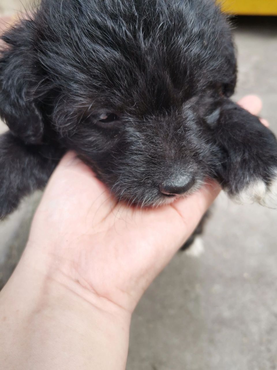 泰迪和柯基的串串—我是小黑妹多米0269♀ 小多米到家第4天,萌萌