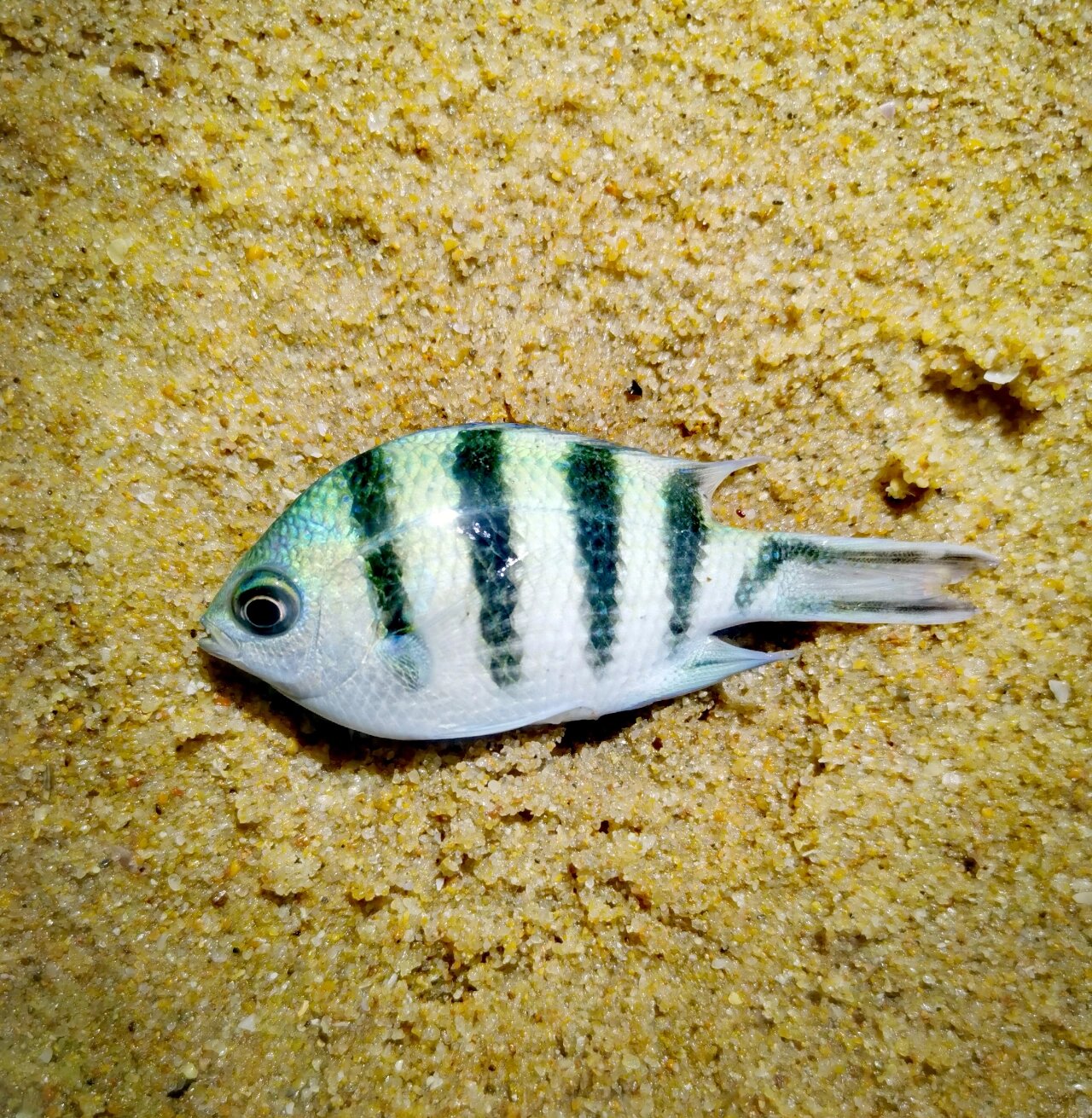 海水鱼 | 五带豆娘鱼 潮间带礁石区常见小鱼,拍摄于万宁神州半岛.