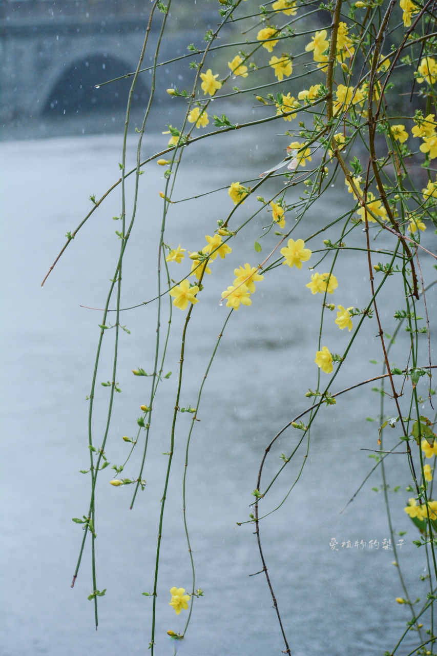 雨中逢花  野迎春