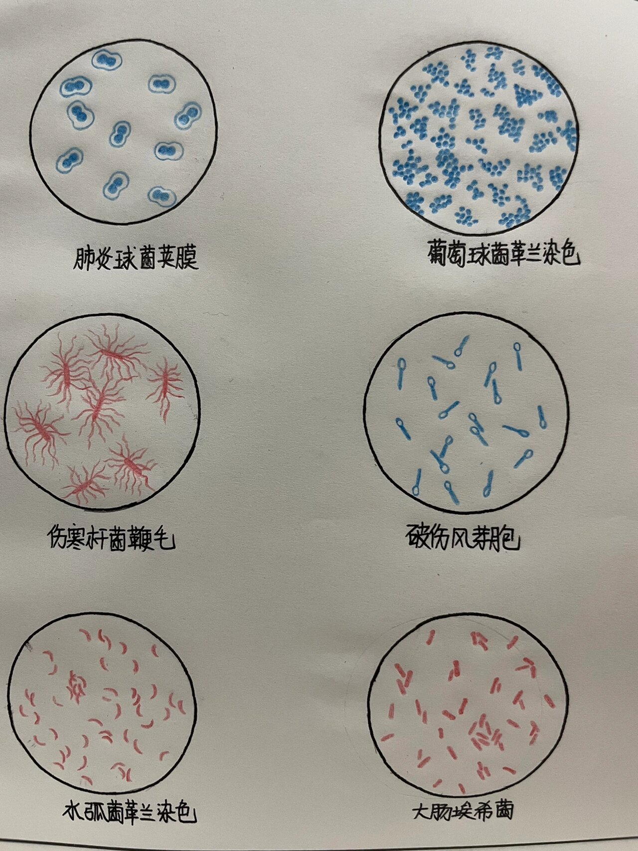 微生物红蓝铅笔手绘图