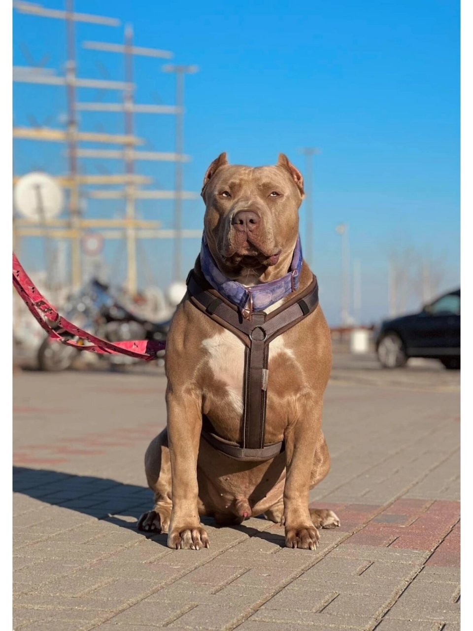 战斗民族养的恶霸犬看着过瘾不 这是战斗民族妹子养的宠物,大体也是很