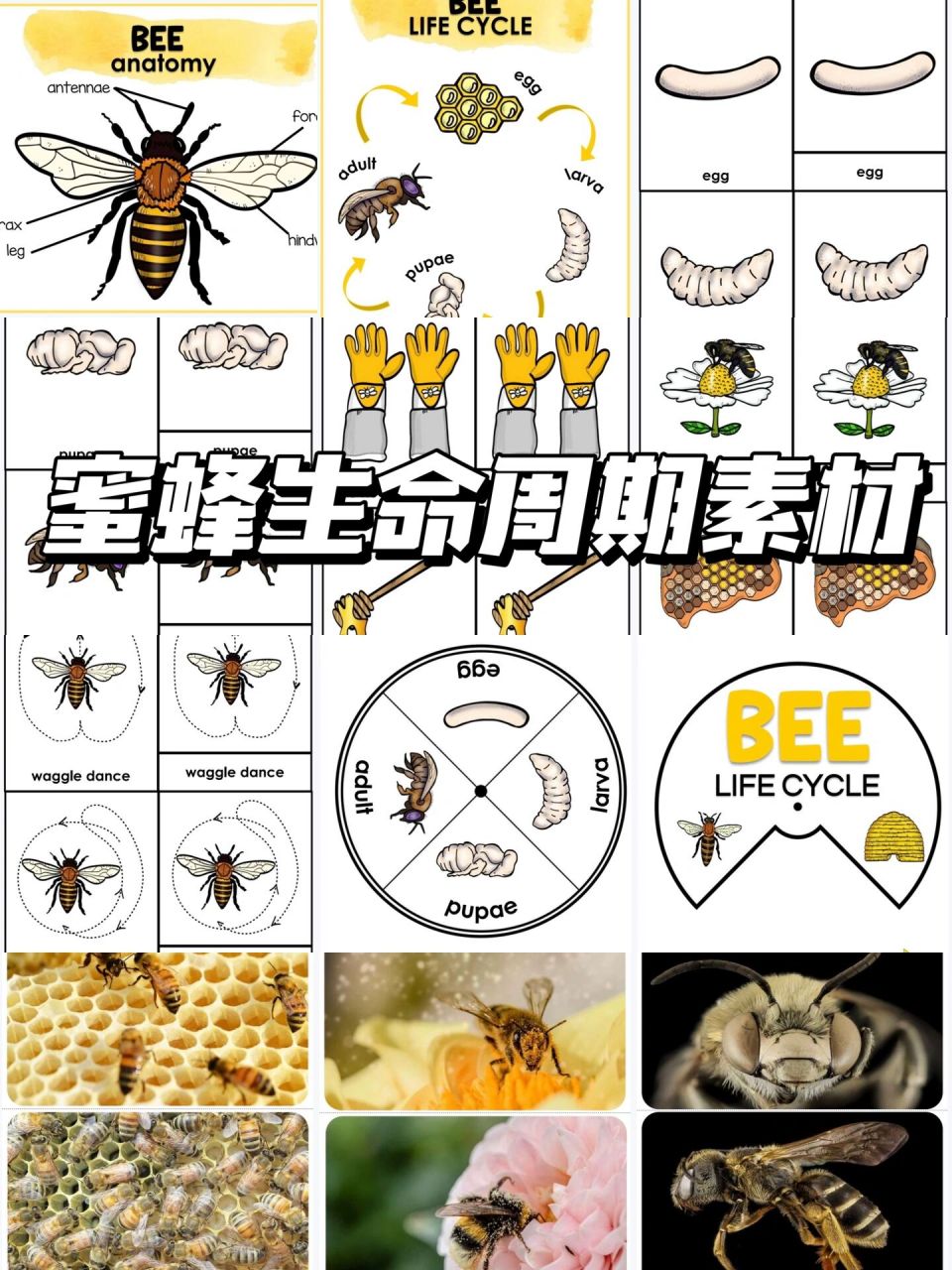 这个过程持续了21天,从一个卵变成了一只蜜蜂.