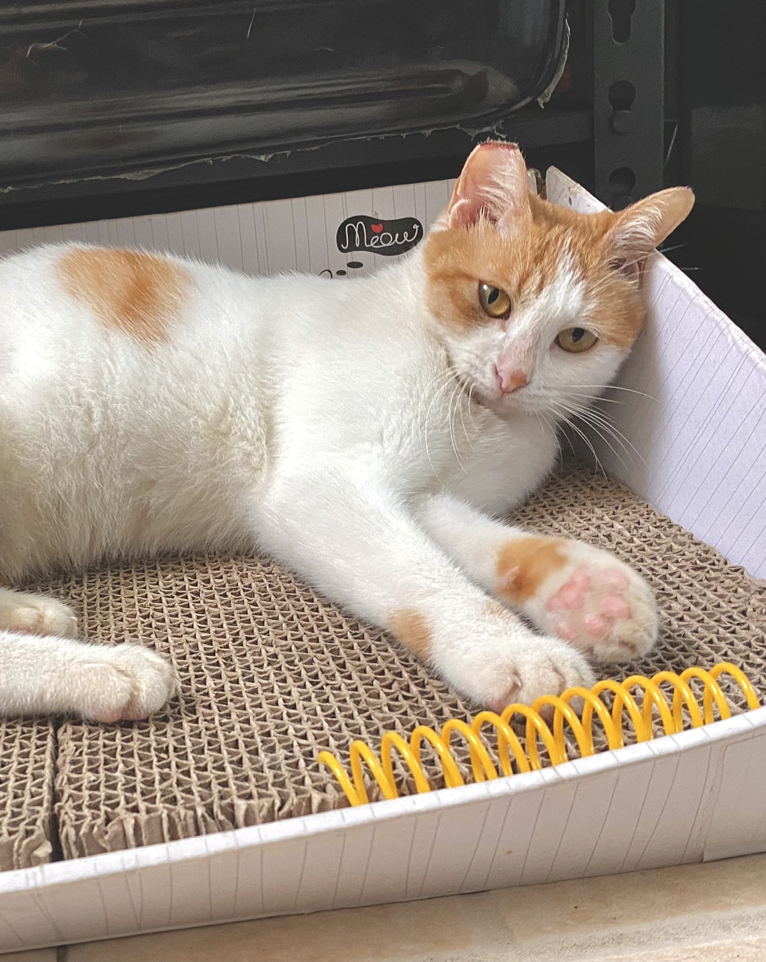 位置:深圳市南山区前海 手机: 微信:同上 品种:橘猫(黄白) 性别:母