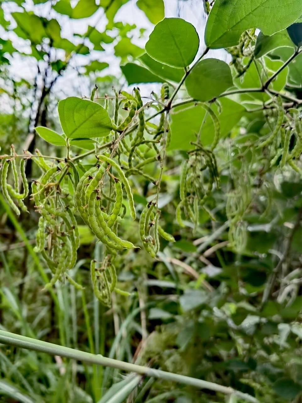 花看不出名堂,山蚂蝗的德性来自豆荚,布满钩状毛的豆荚.