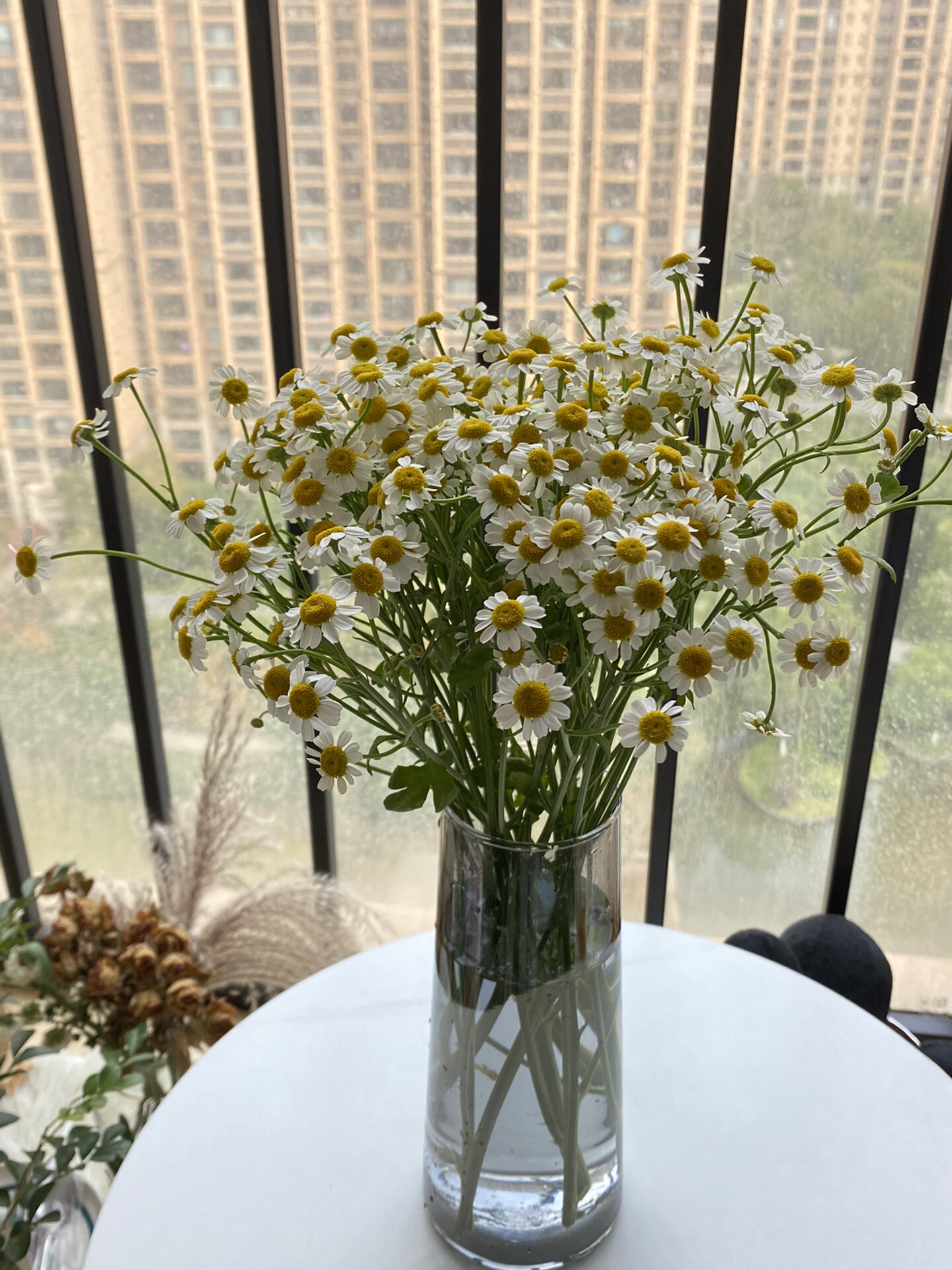 洋甘菊|花期长|花语棒 7815涨个知识 洋甘菊别称又叫罗马洋甘菊