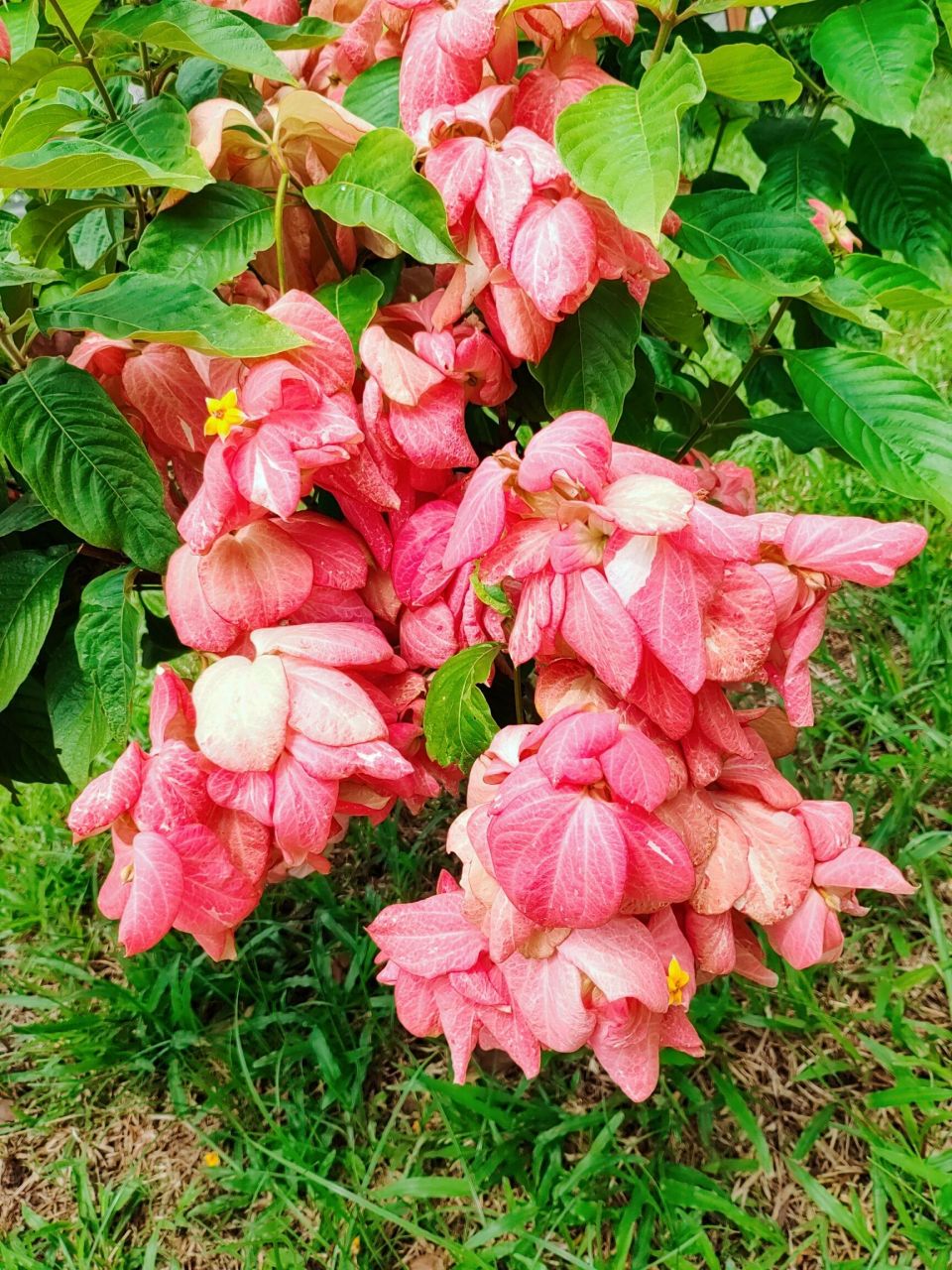 夏花61粉纸扇 粉纸扇,经常在周边公园草坪上见到.