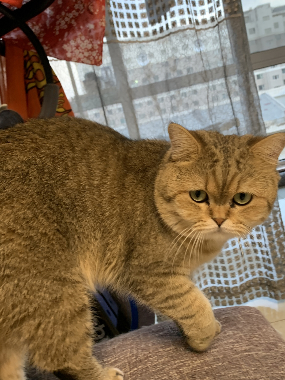 金渐层和蓝白生下来的竟然是这?