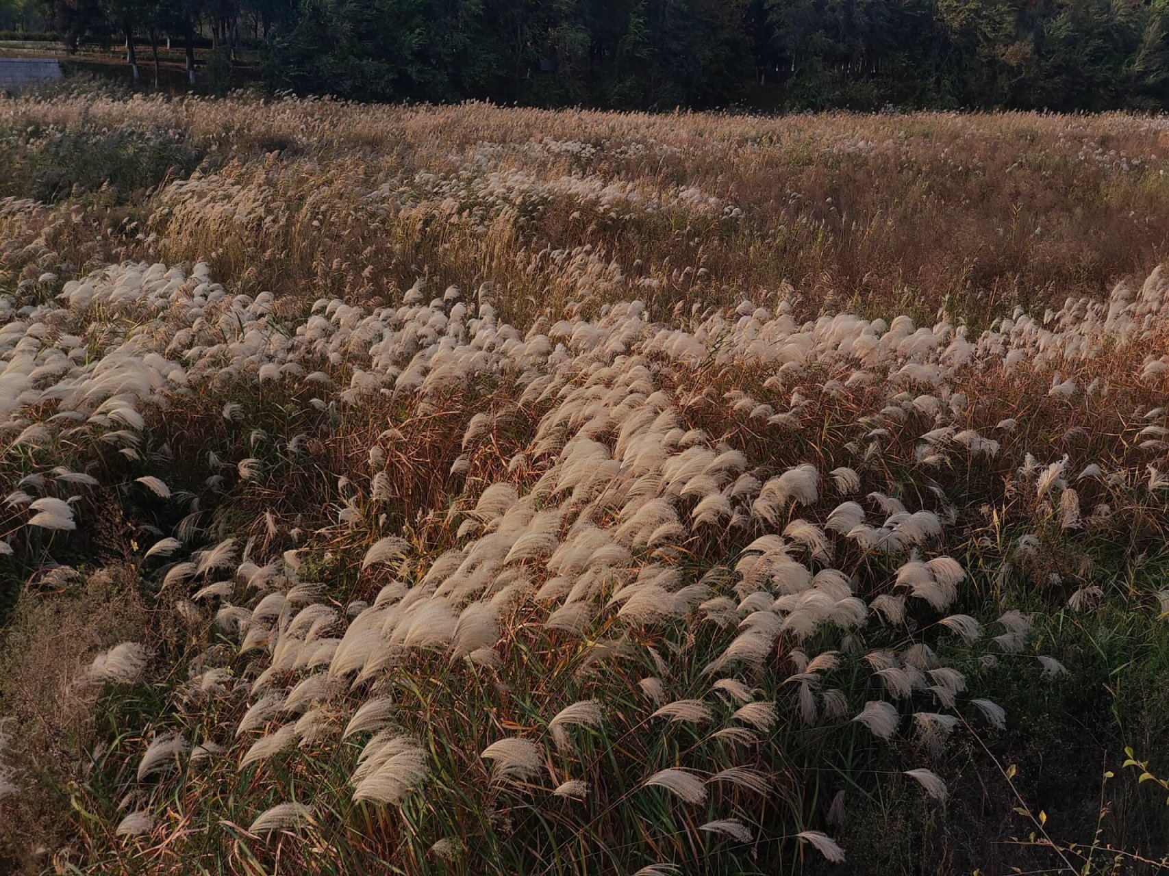 鱼鸟河湿地公园 欣赏一下秋景吧,去的比较早,还没完全黄