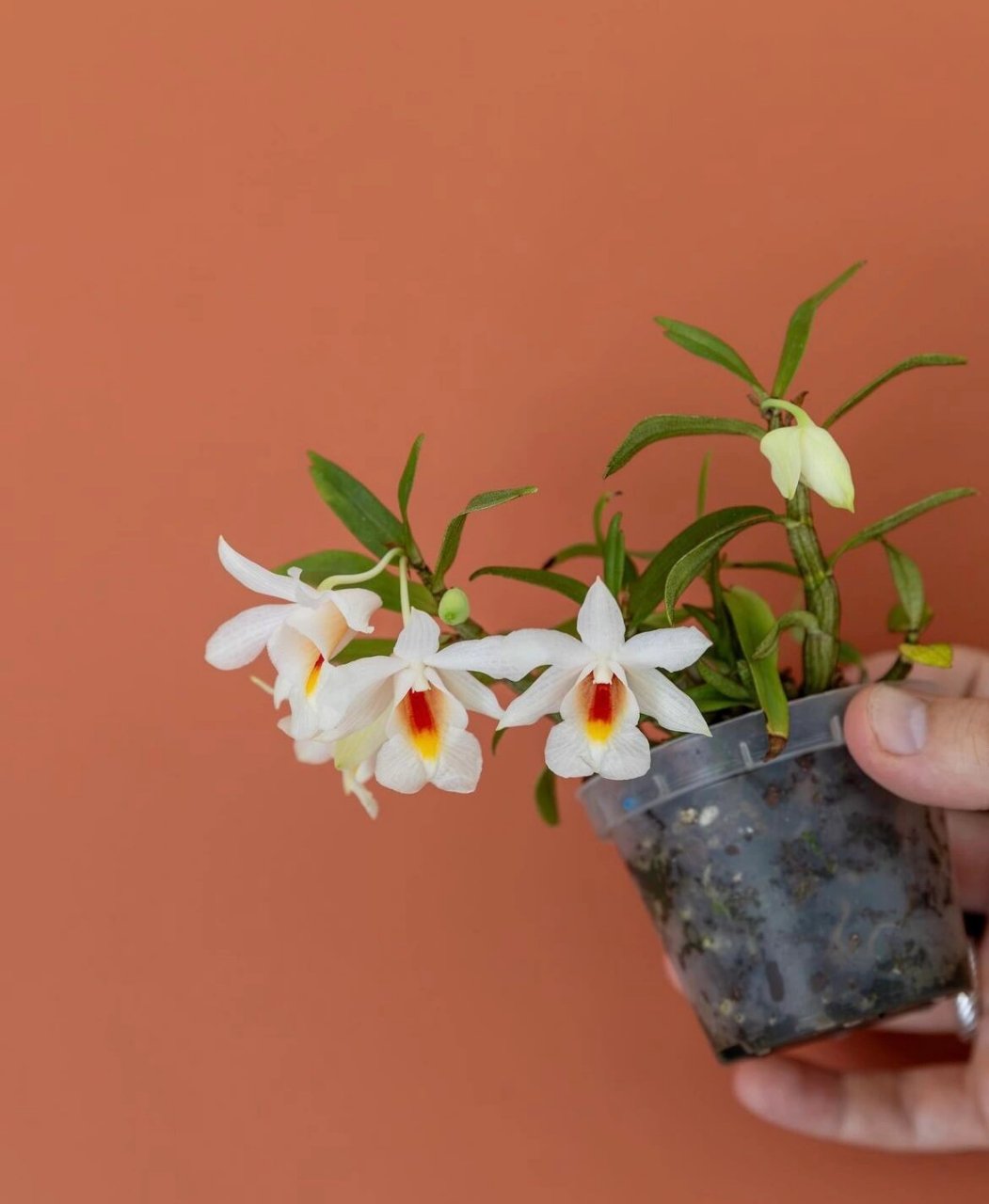 dendrobium christyanum喉红石斛 看喉红石斛的黑头发(图4)ins:romain