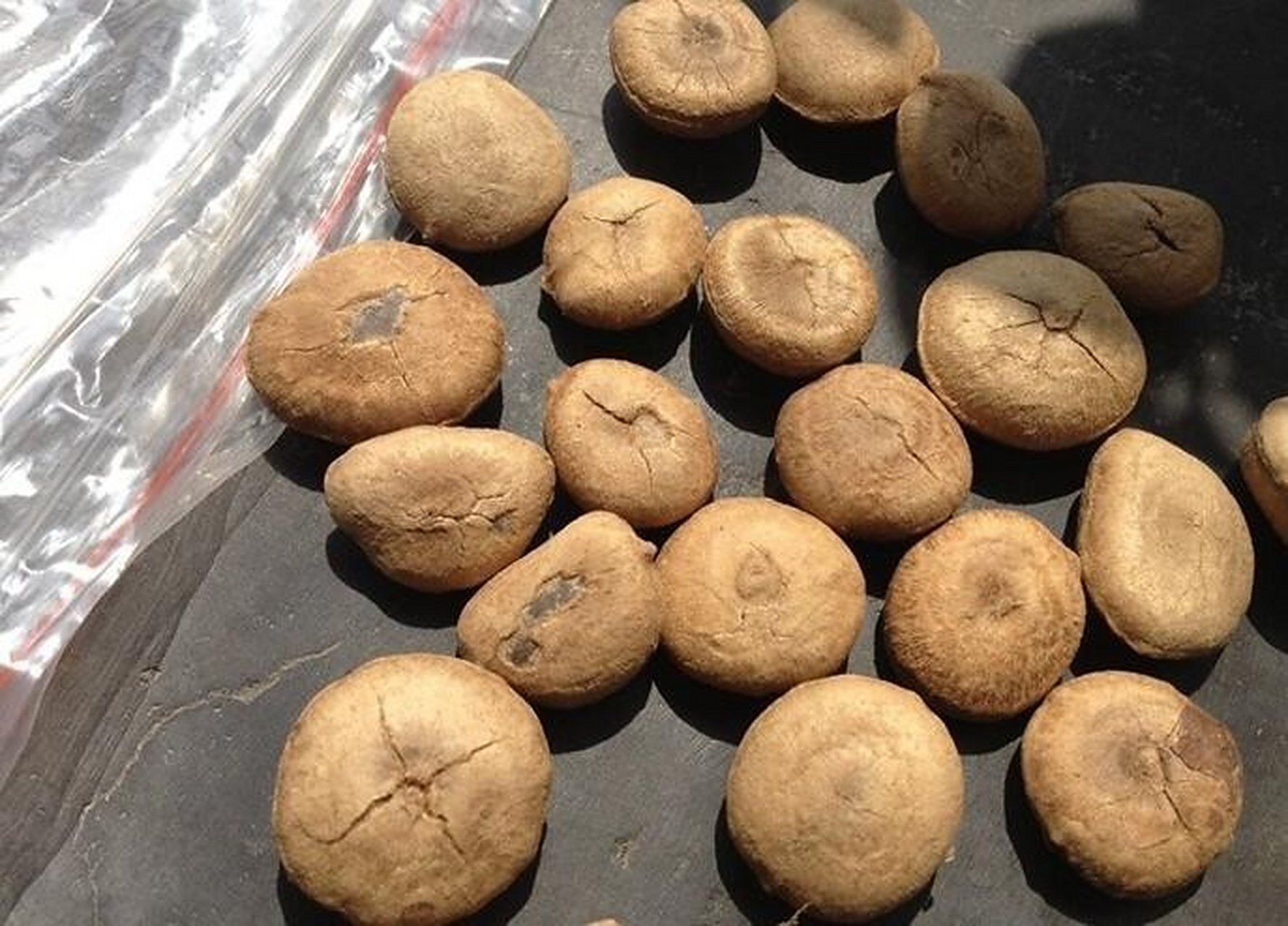 中药|马钱子:清肺利咽,止血 【中药名】马钱子 maqianzi 【别名】番木