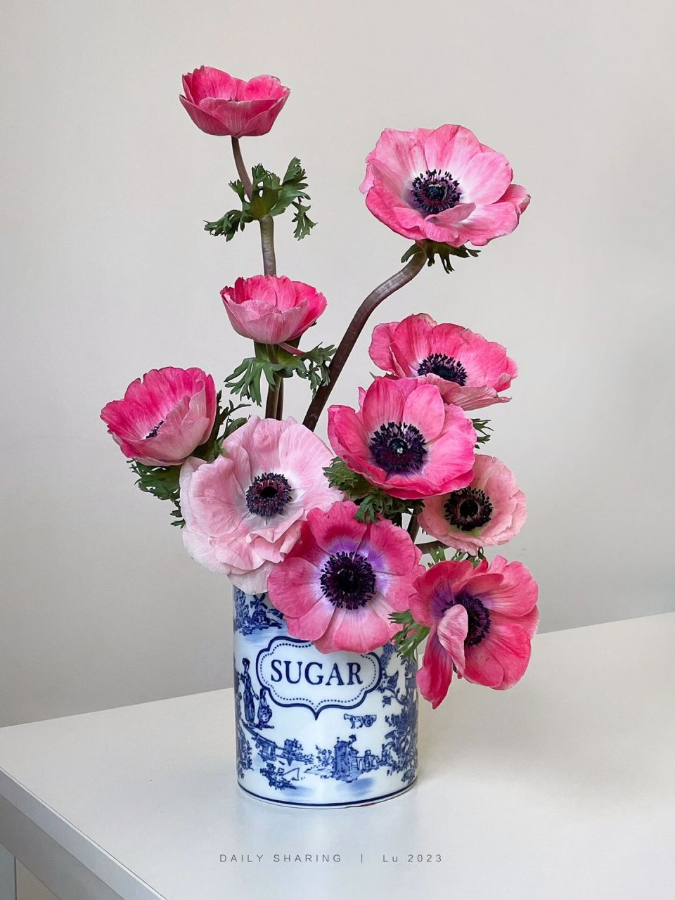 一瓶花|玫粉色银莲花 - 新花派基地的银莲 随机到很喜欢的玫粉色