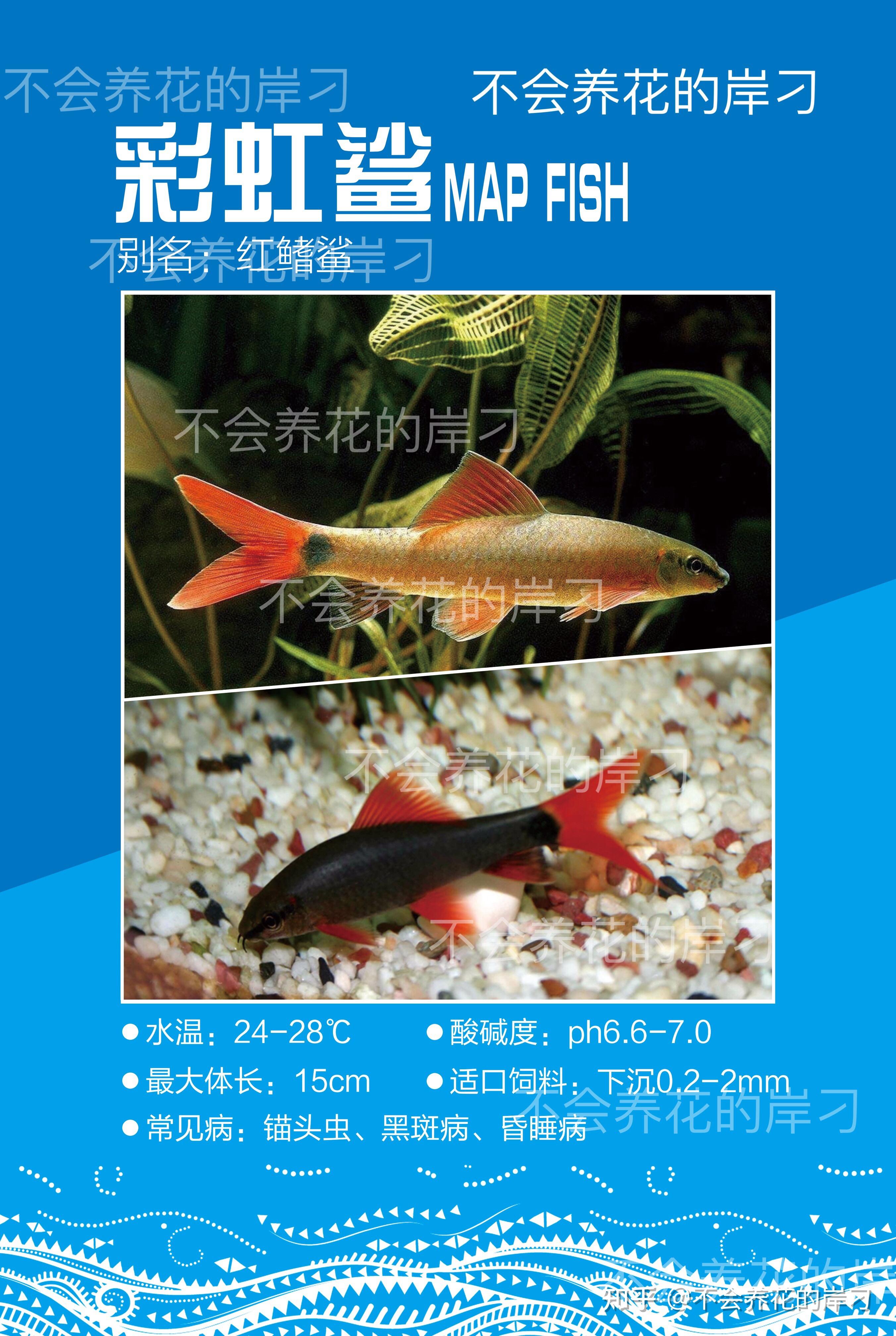 水族宠物百科图鉴之彩虹鲨