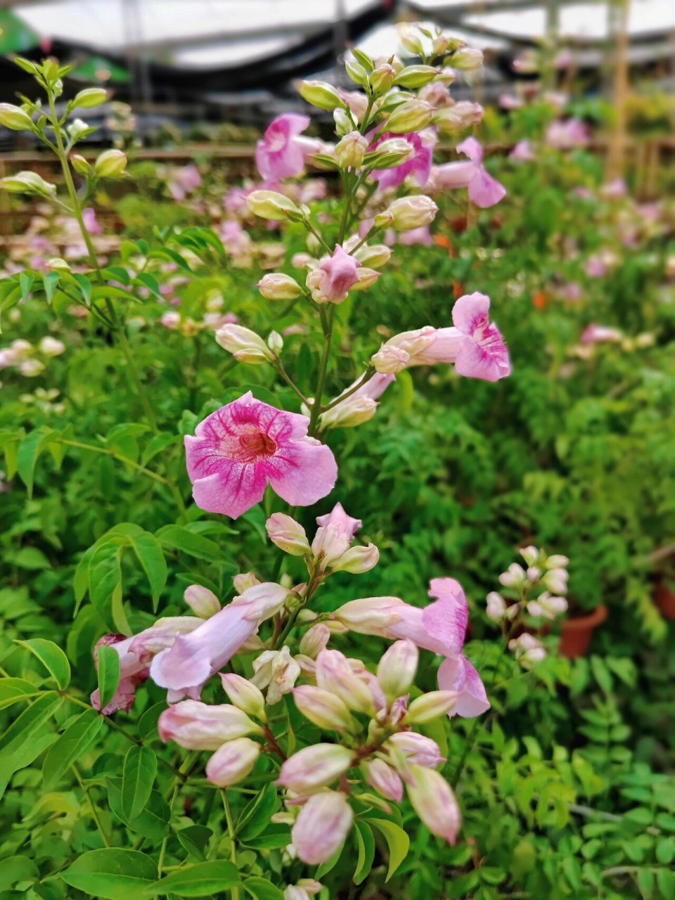 耐高温花仙子—紫云藤|附养护技巧 紫云藤 不羡彩霞穿梭过, 醉酿紫云