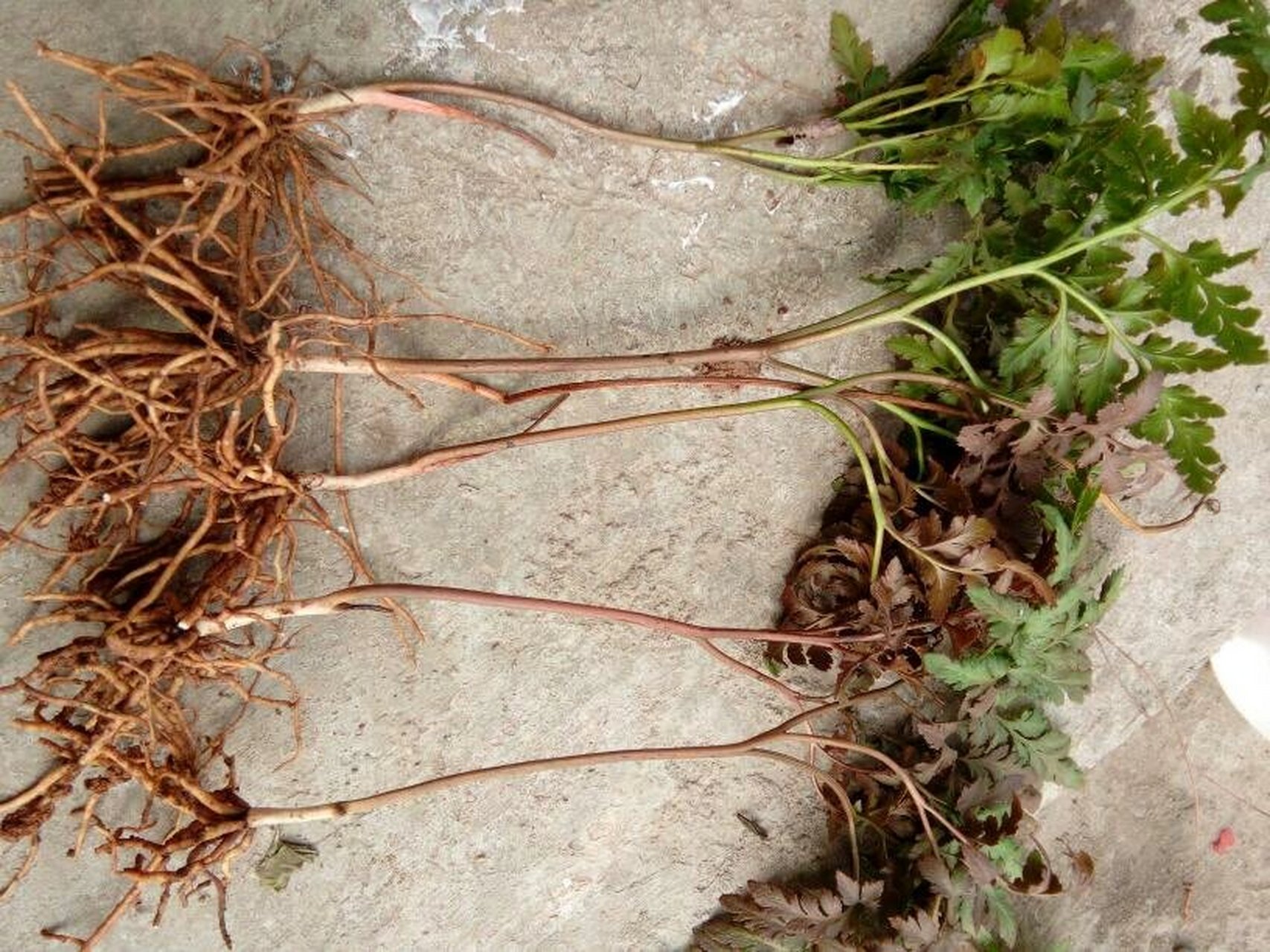 认识农村中草药 不知道你们小时候有没有在山上见过