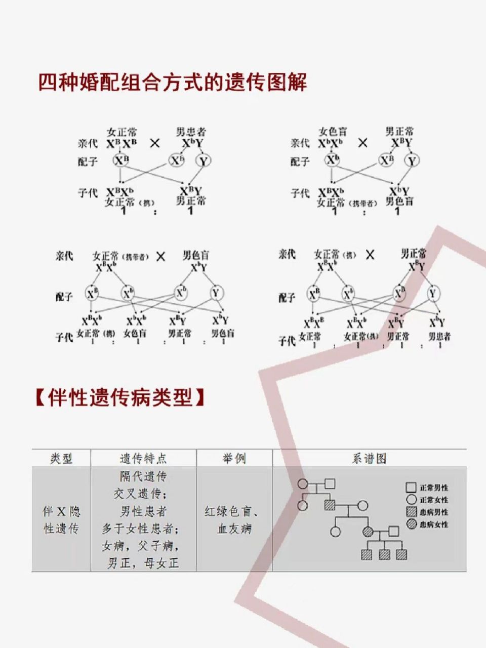 伴性遗传图解分析图片