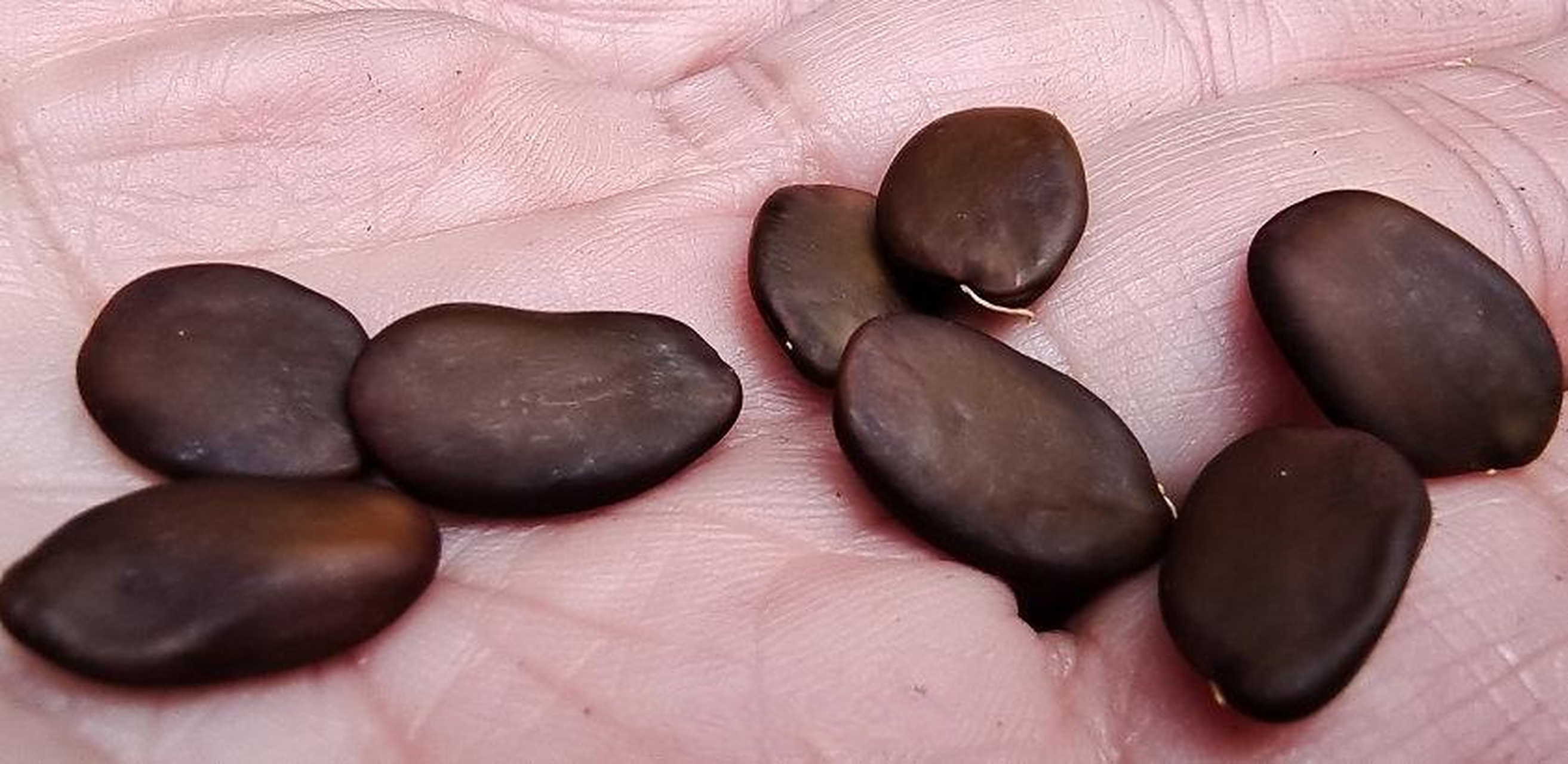 【南岳野生绒毛皂荚荚果成熟 】11月中旬,在南岳衡山国家级自然保护区