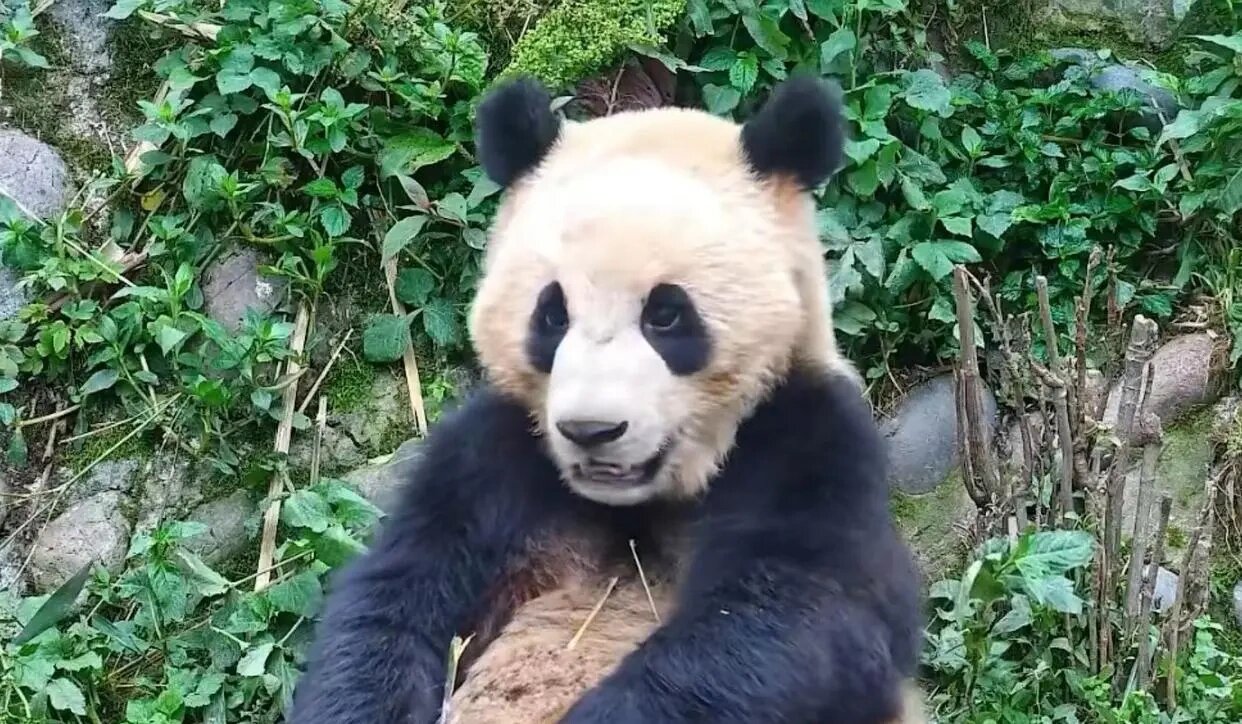 车座子脸的大熊猫也很可爱!