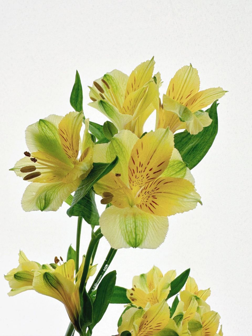 带你每天认识一种花材236|黄色六出花 💛💛花材:六出花 💛💛