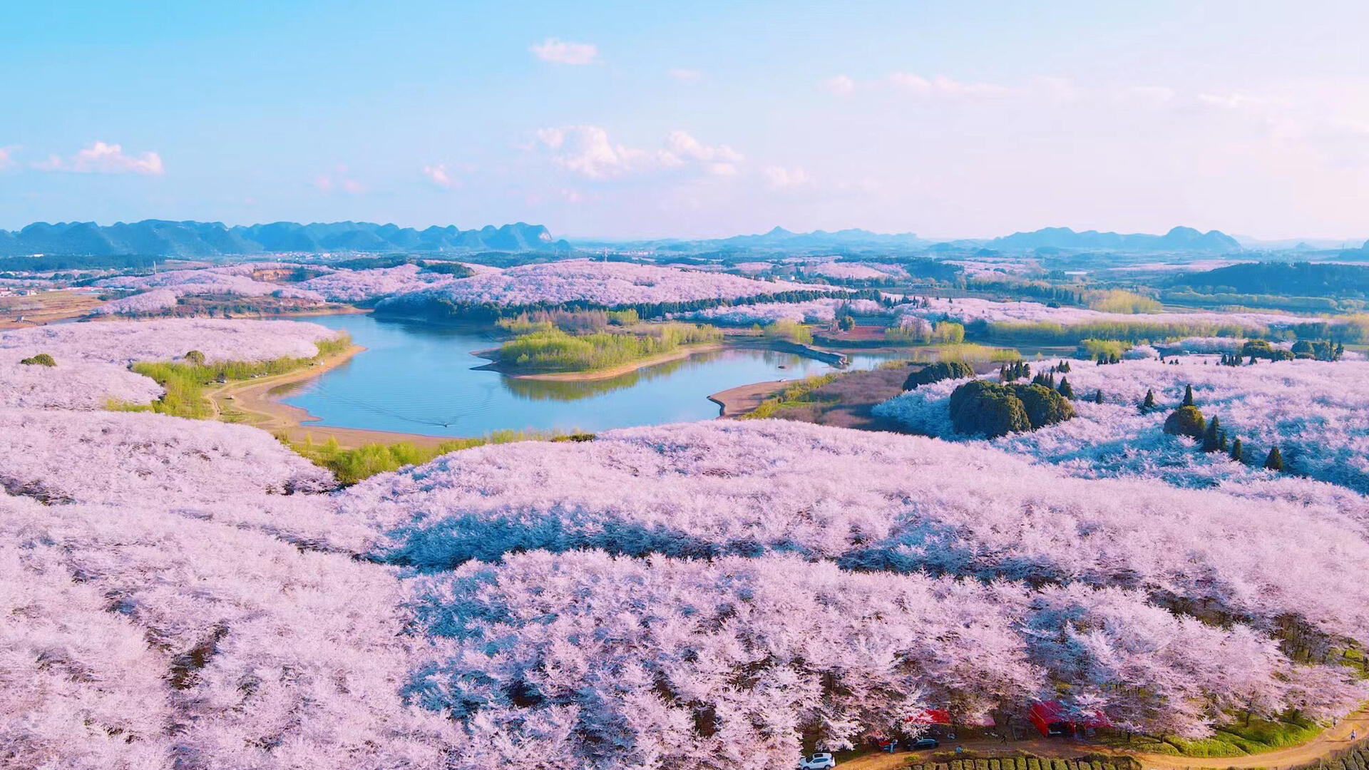 贵安樱花园(平坝樱花园)