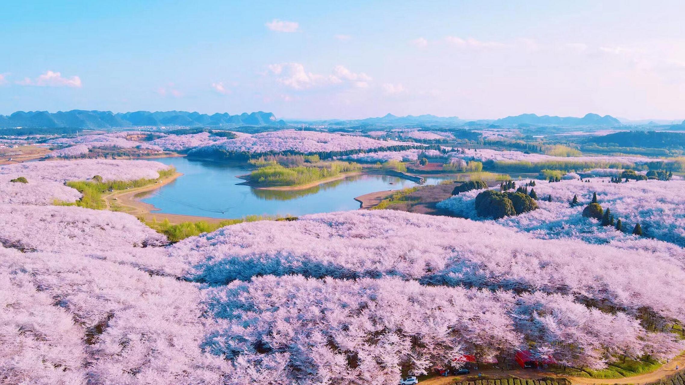 贵安樱花园(平坝樱花园) 贵安樱花园位于红枫湖湖畔,隶属于贵安新区