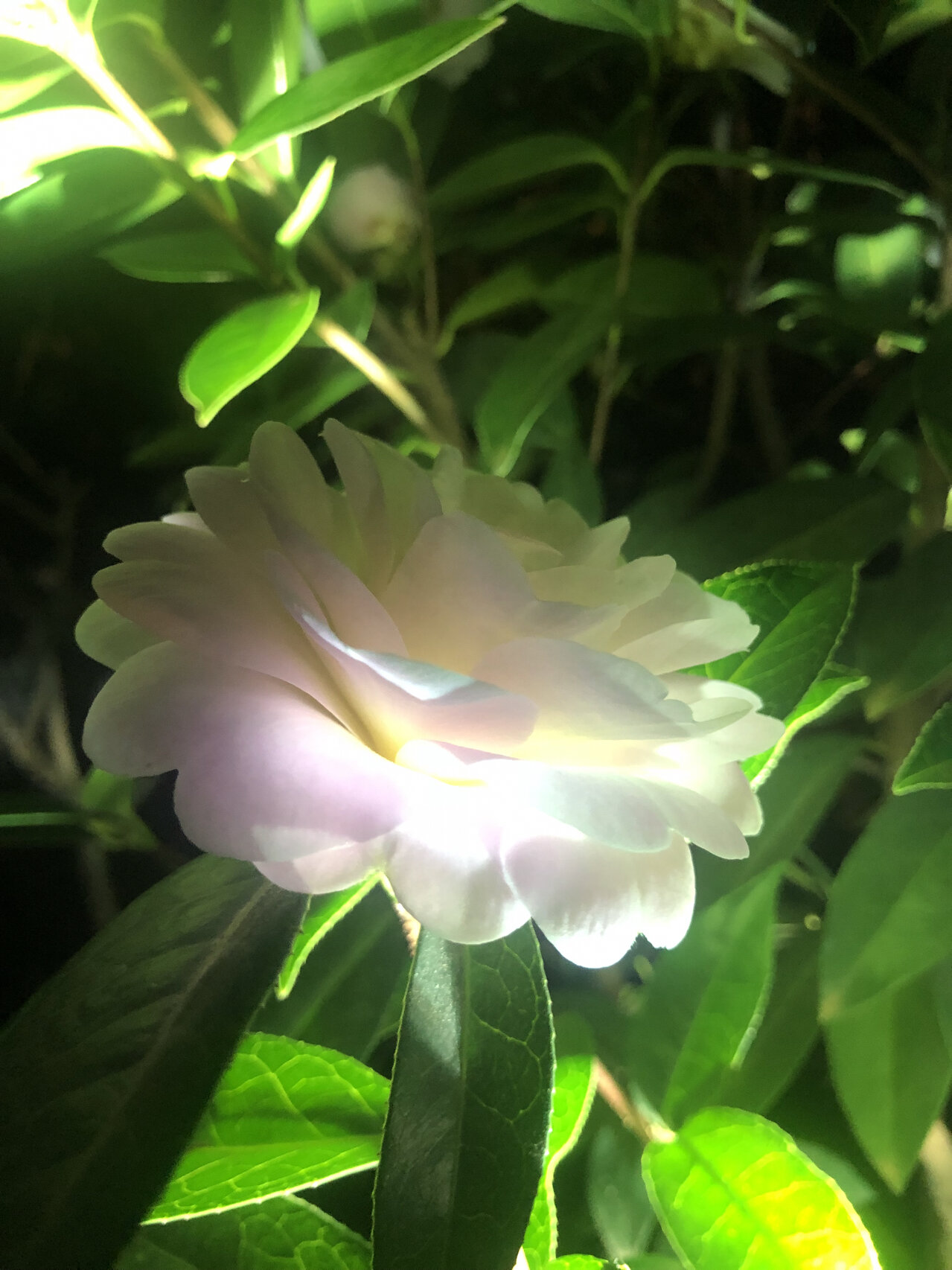云南茶花:童子面