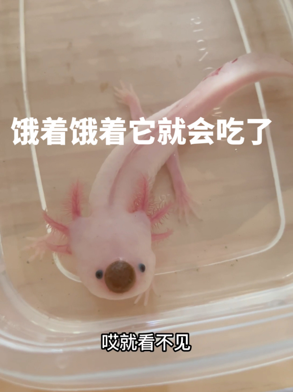 六角恐龙|吃饭的进化史… 从怎么喂都不吃, 到后面可以自己找着吃