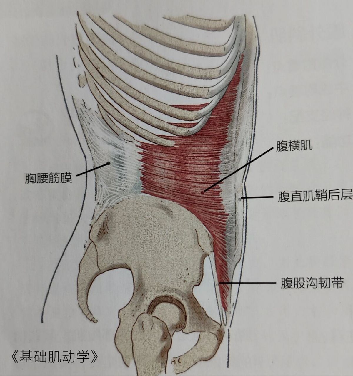 横纹肌分布图片