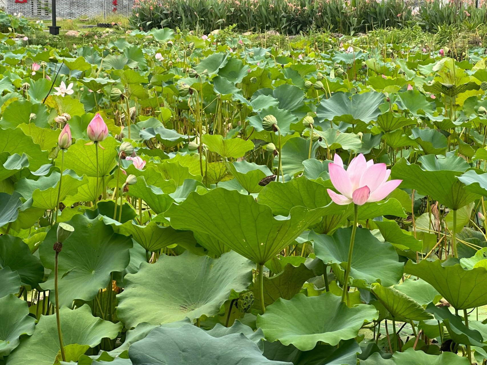 这个城市也太有爱了! 江西宁都县小布镇一日游,红色旅游 美食享受