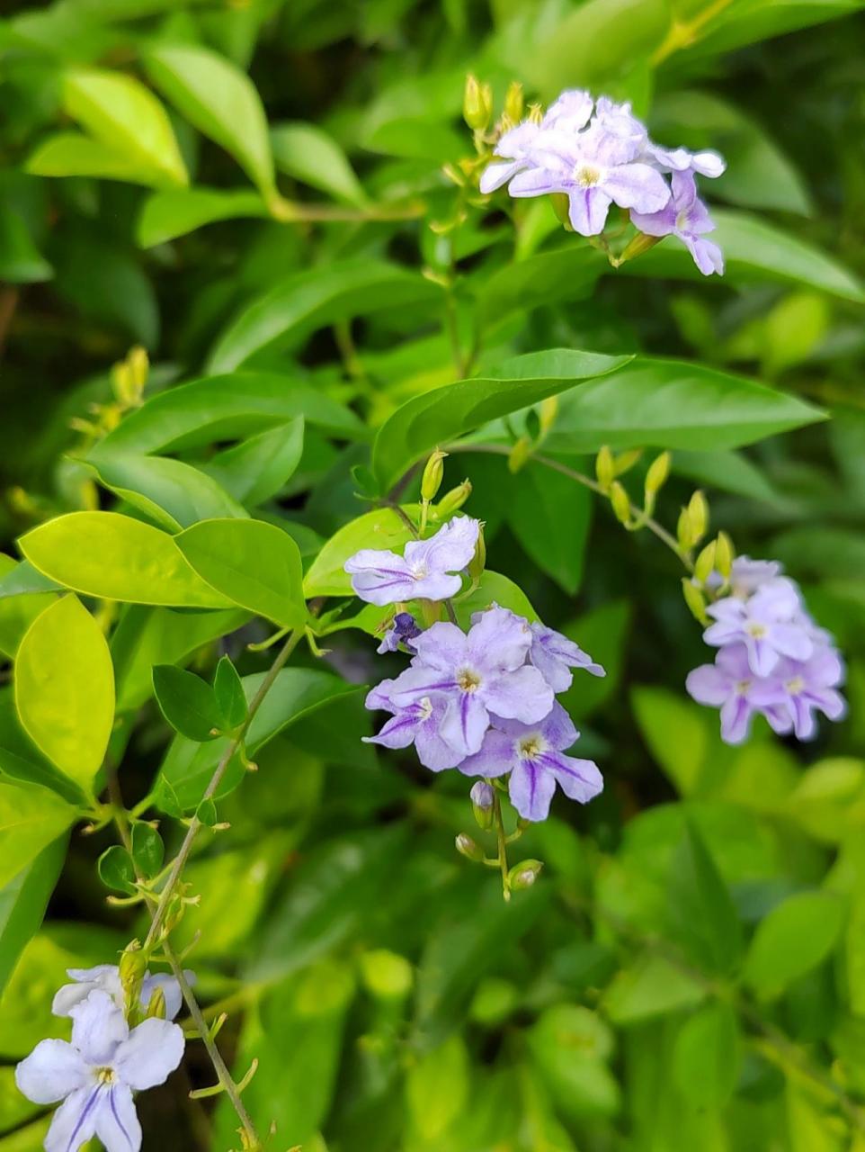 假连翘(蕾丝金露花,巧克力花) 马鞭草科假连翘属 7915*植物趣名