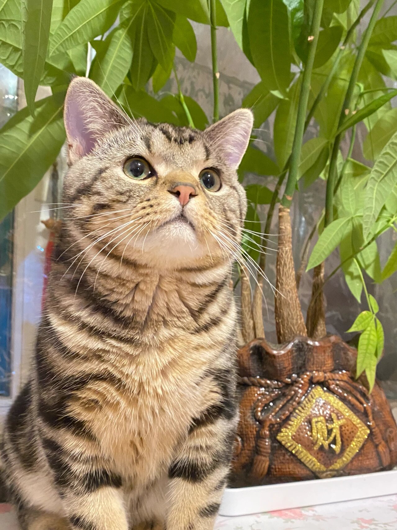 我怀疑我家猫是金棕虎斑 一开始是黑白,现在就是只大黄,好喜欢我的猫