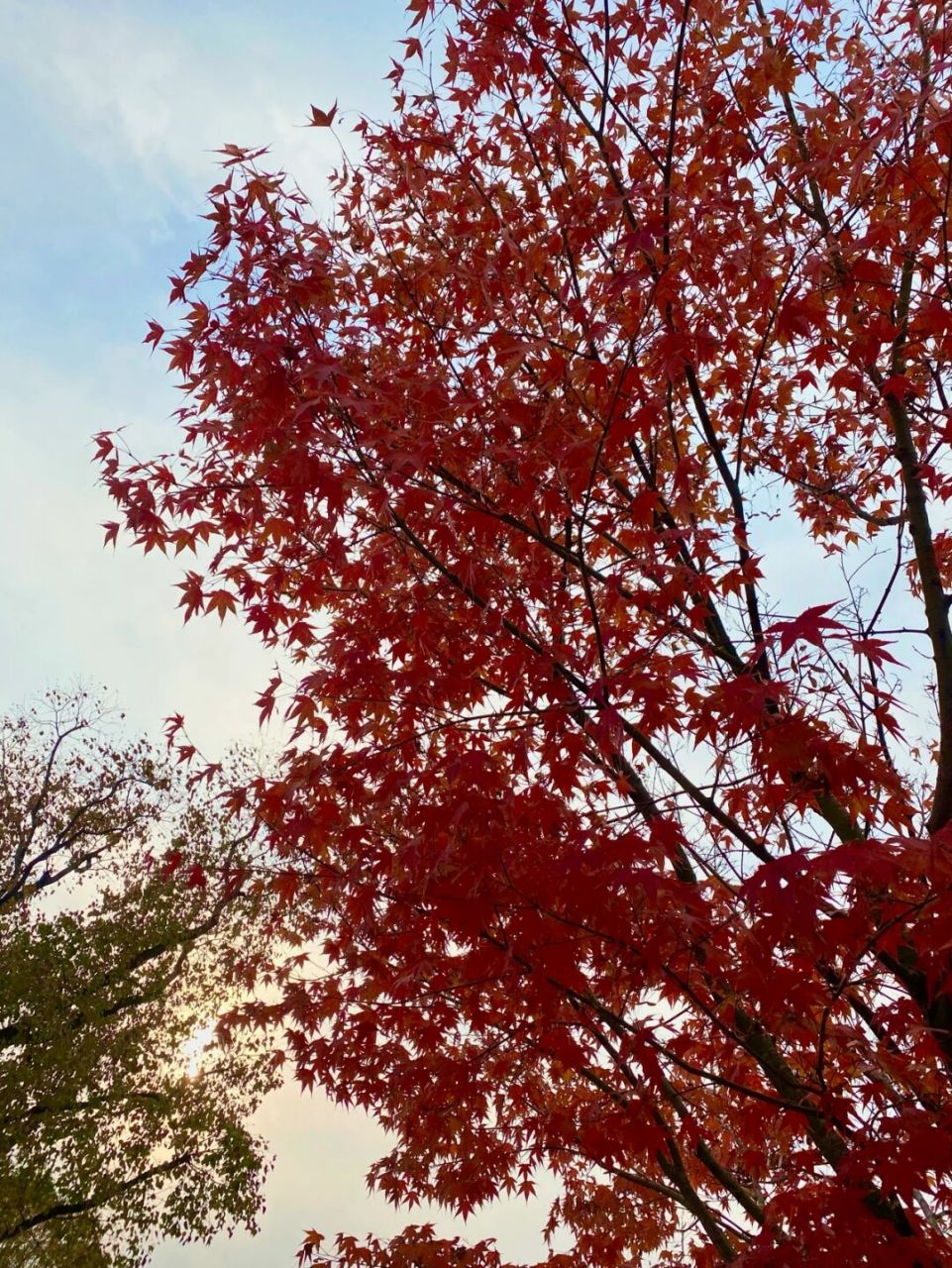 镇江踏秋好去处,镇江小众公园:镇江宜园!金山焦山北固山都给我out !