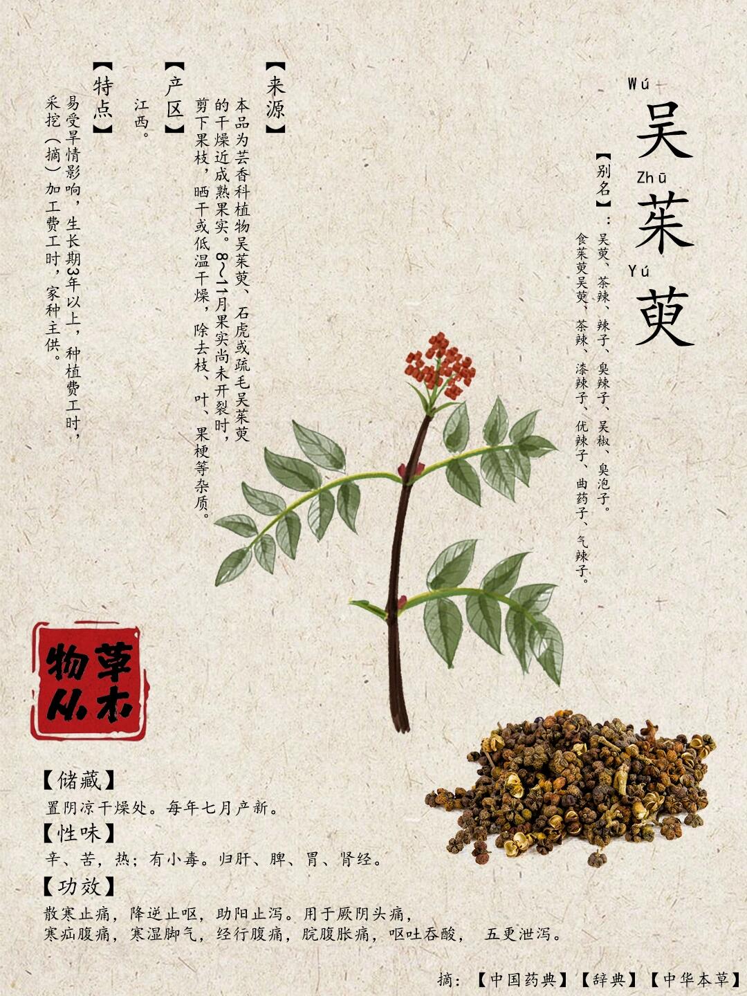 物从草木丨吴茱萸 现市场价格: 亳州(中花统)￥52/kg;亳州(小花统)